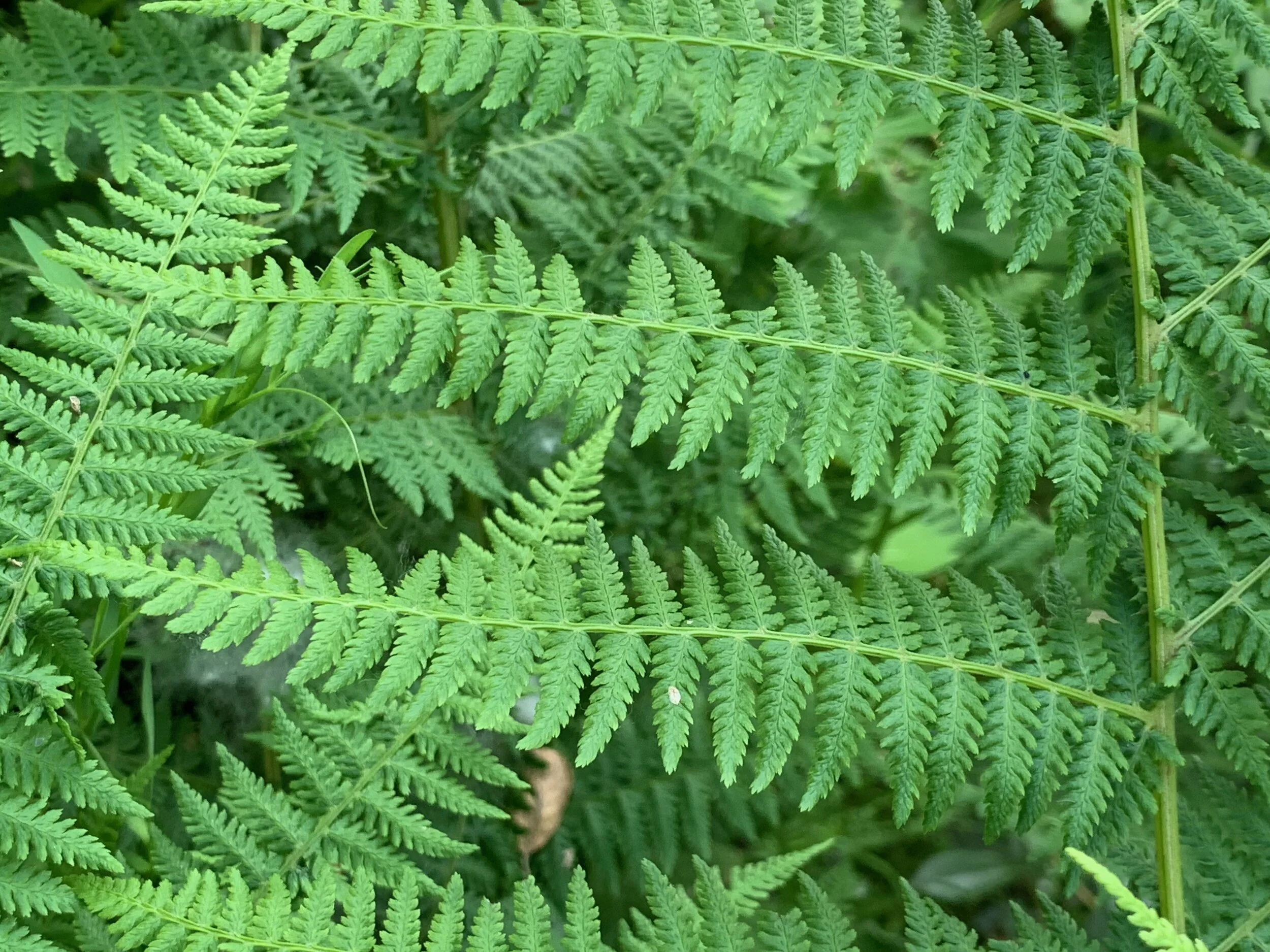   Athyrium filix-femina NS7848 20Jul2020 PW  