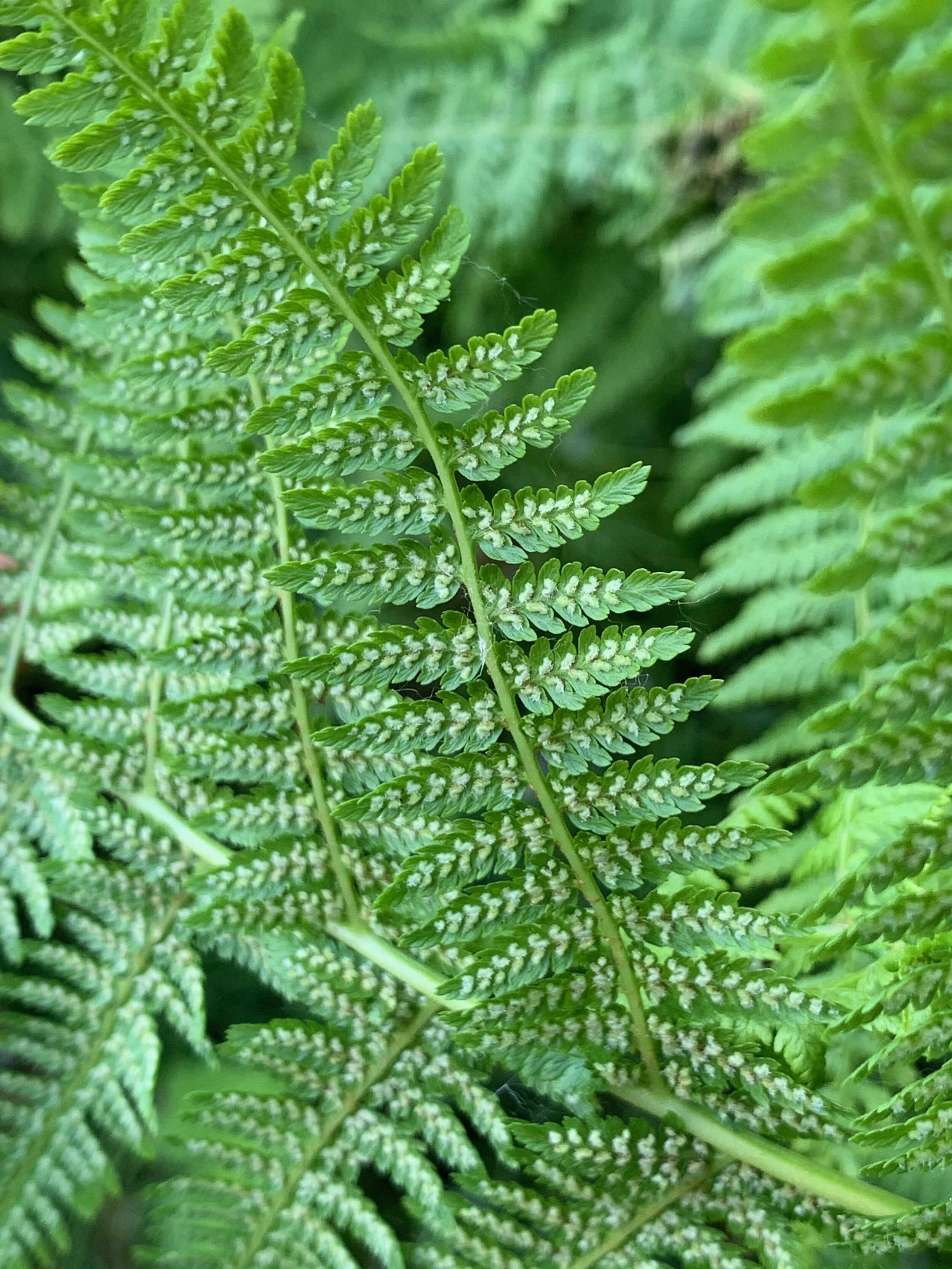   Athyrium filix-femina NS7848 20Jul2020 PW  