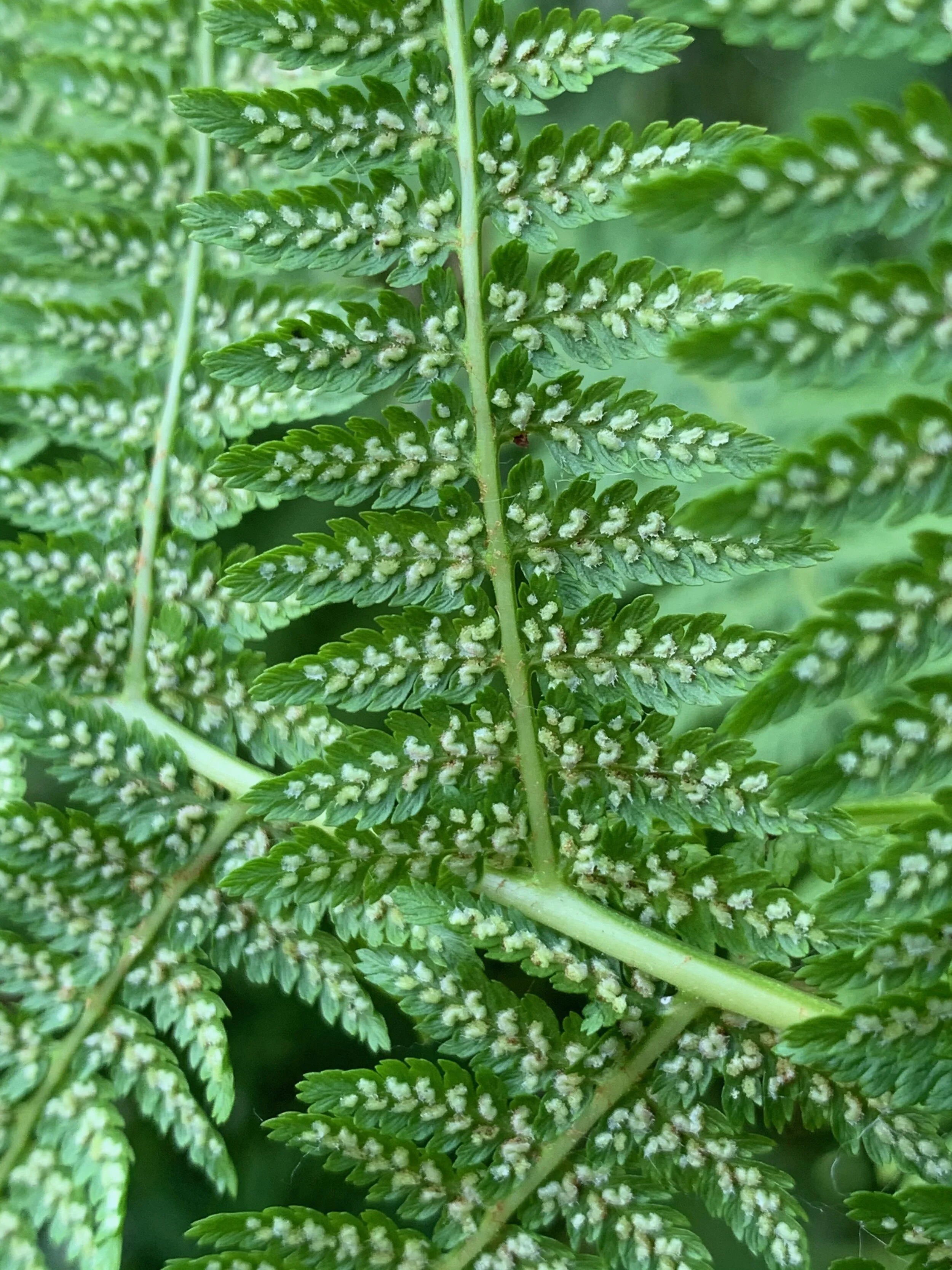  The sori are close to the midline and shaped like a “C”.   Athyrium filix-femina NS7848 20Jul2020 PW  