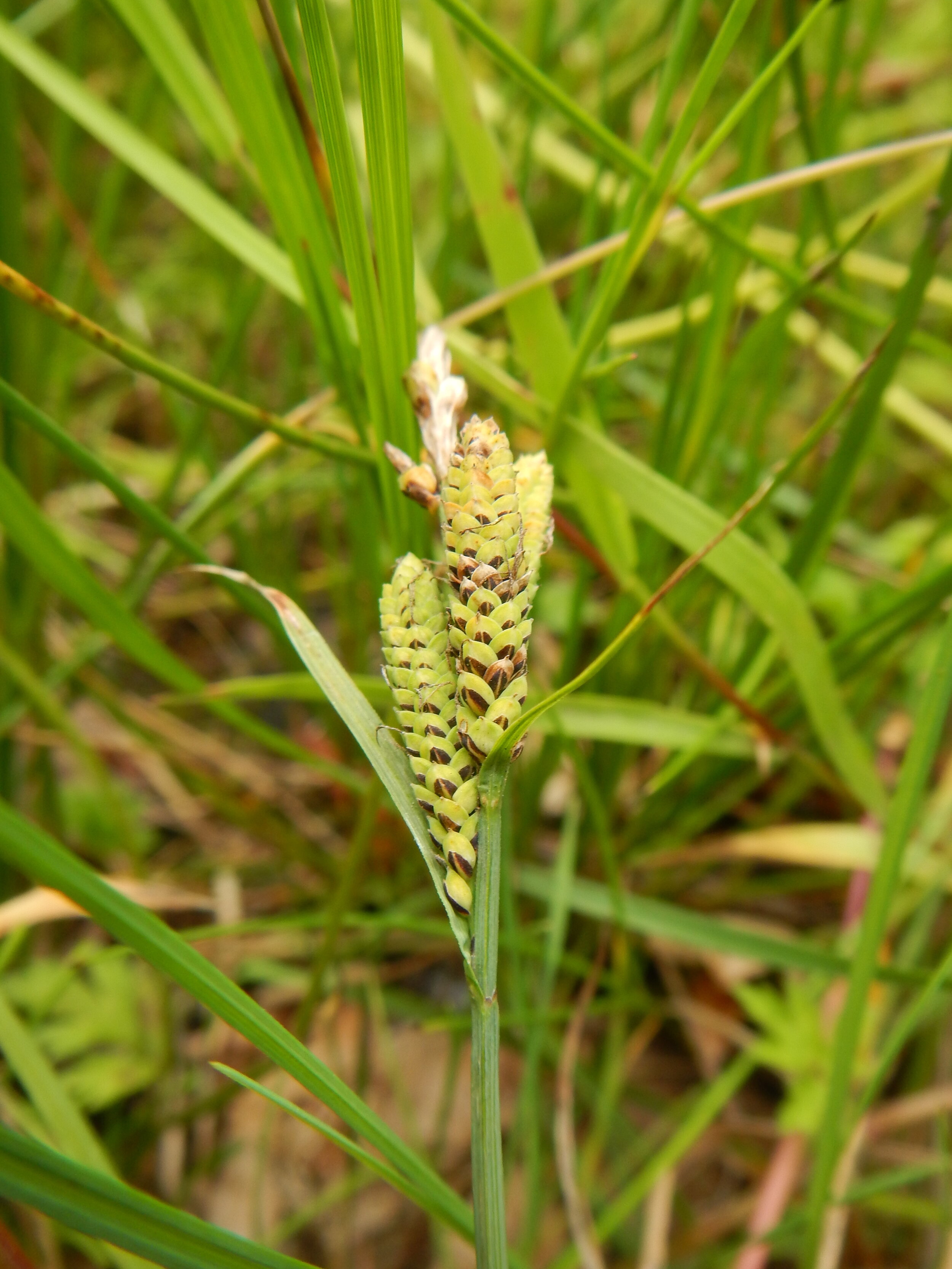 The female flowers can appear wholly green but then as the nut develops the rest of the glume appears. The glume is black with a green midrib. The green edge become hyaline and brown later. Carex nigra NS7848 20July2020 PW
