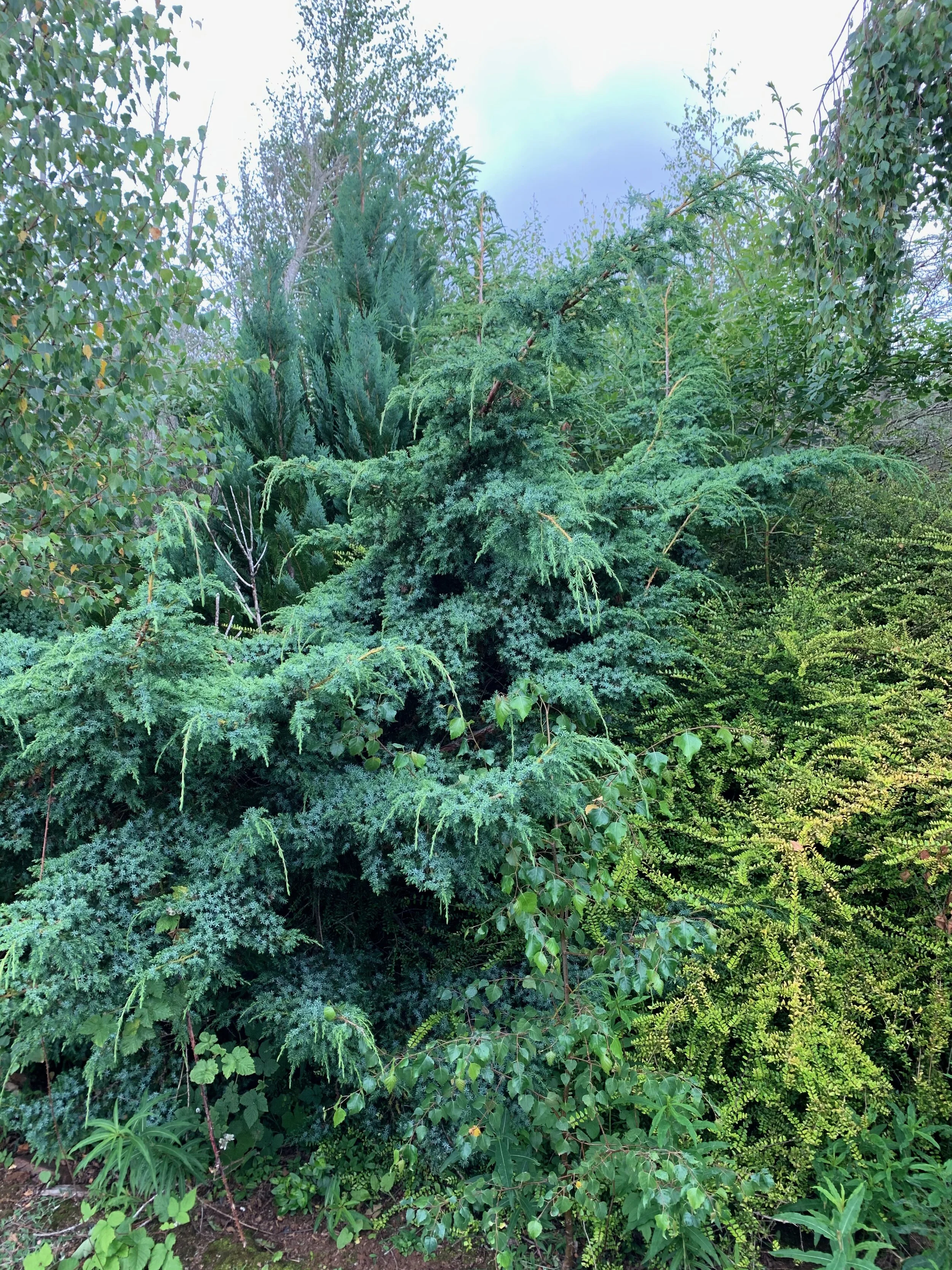   Juniperus communis NS7951 20July2020 PW   