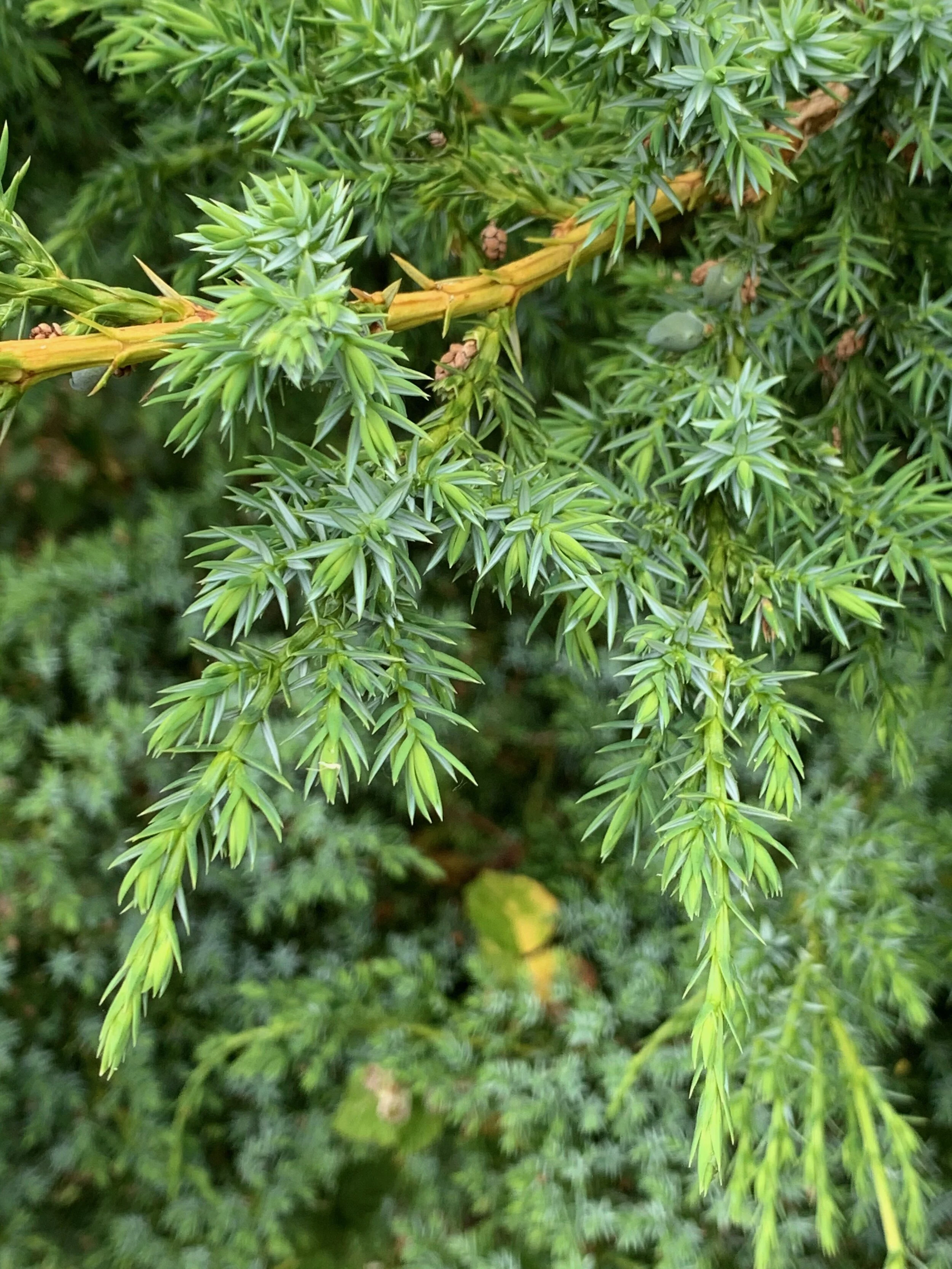   Juniperus communis NS7951 20July2020 PW   
