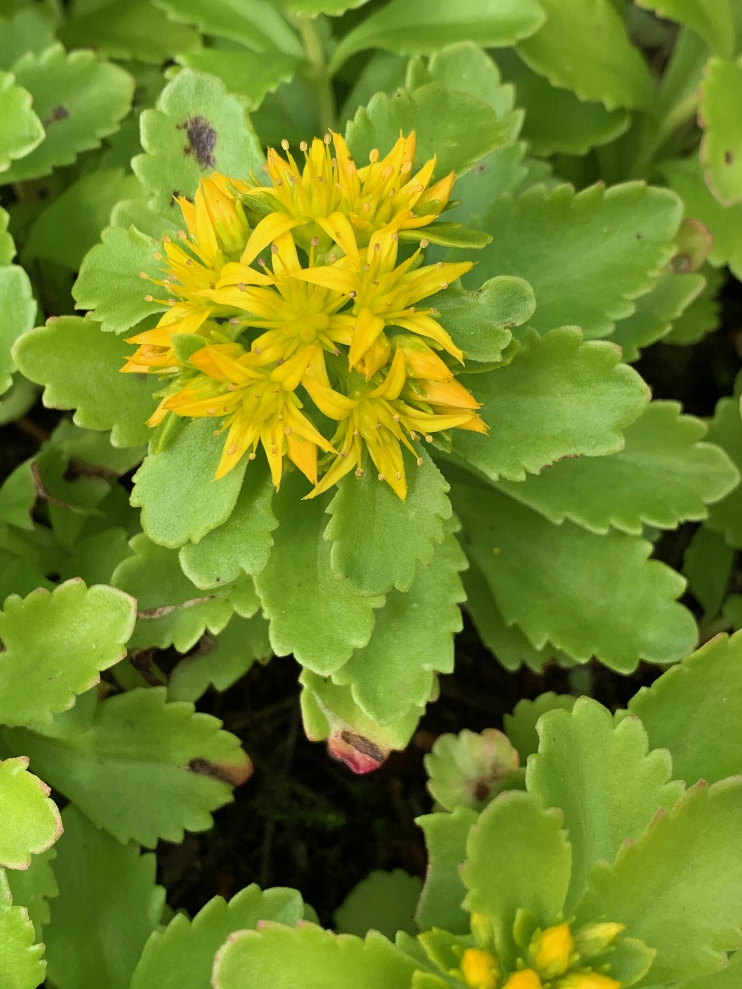 Sedum kamtschaticum NS7951 20July2020 PW