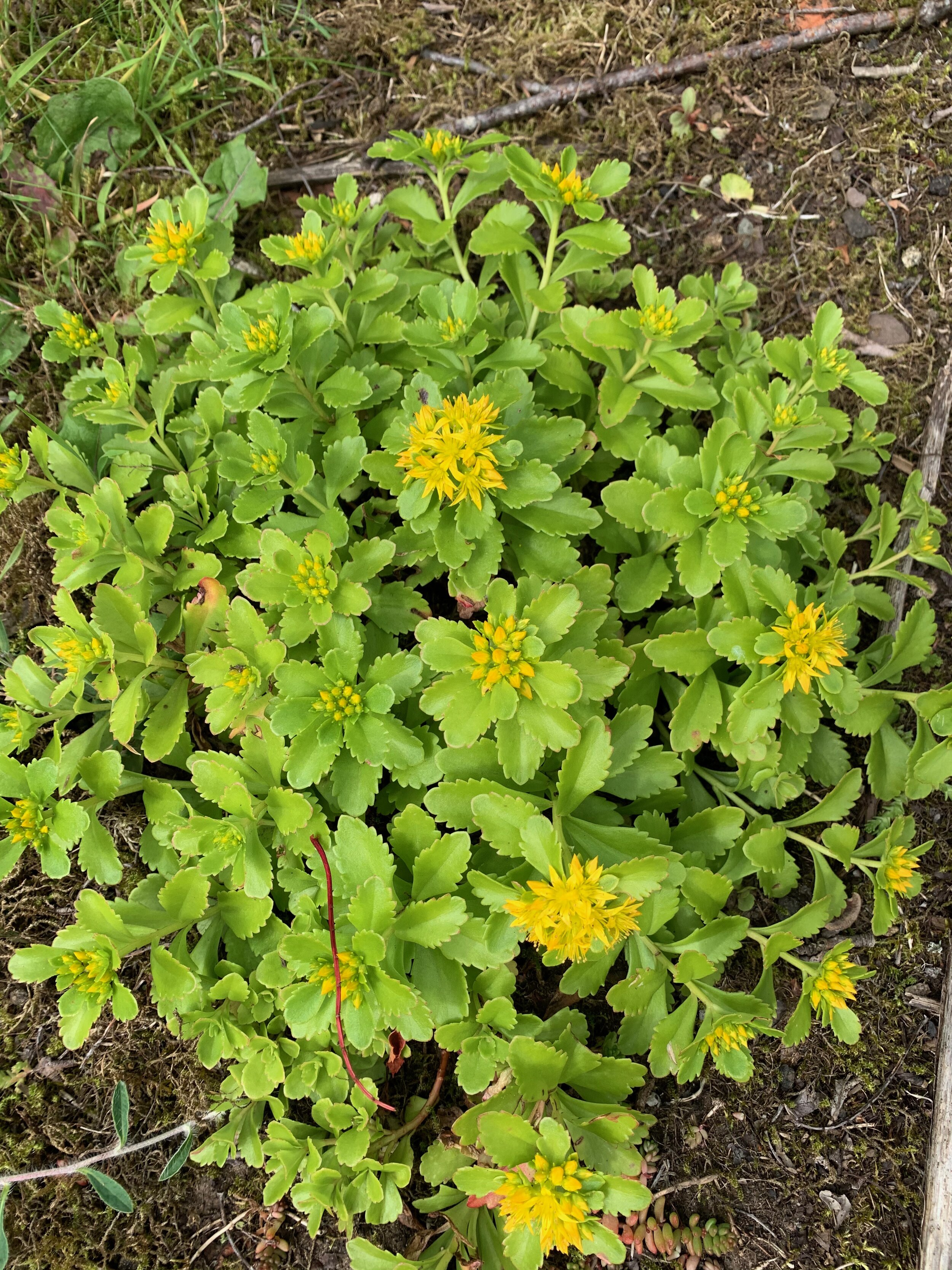 Sedum kamtschaticum NS7951 20July2020 PW