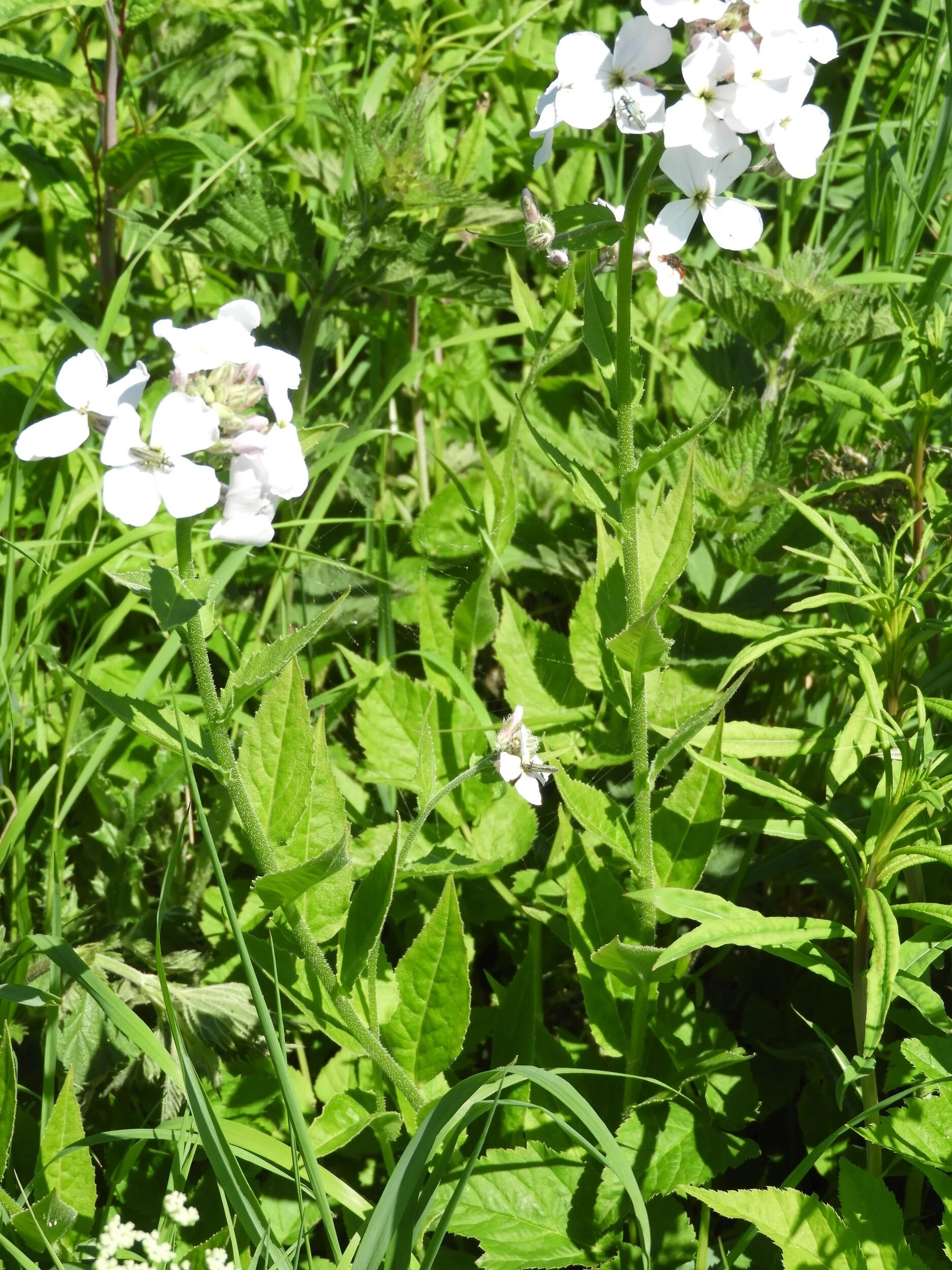   Hesperis matronalis NS8761 6June2018 PW  