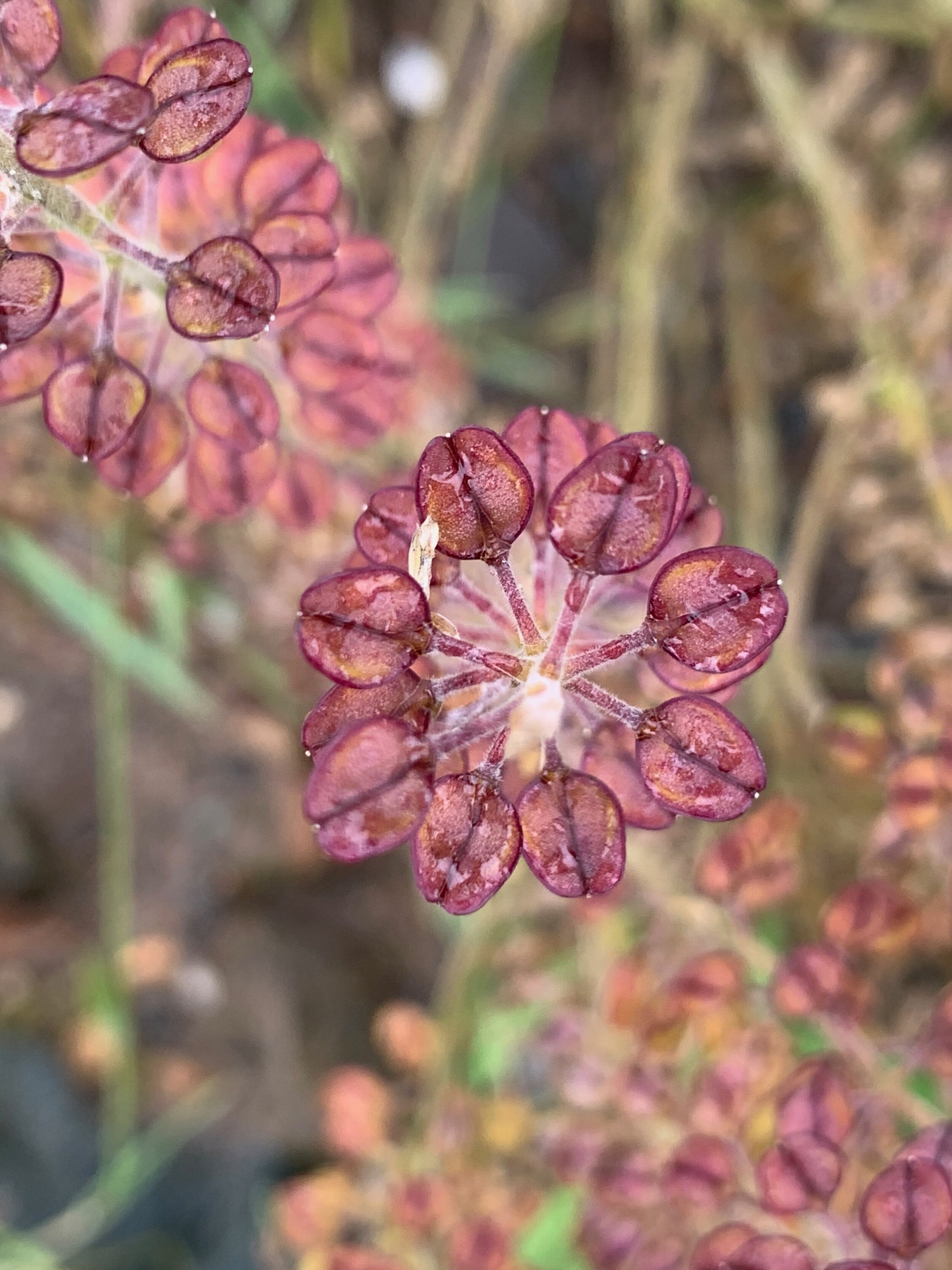 Looking down on the seed-pods it is clear that the style does not exceed the margin of the seed pod. Lepidium campestre NS6662 23Jul2020 PW