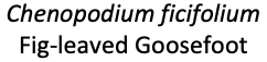 Screenshot 2020-07-25 at 13.43.19.png