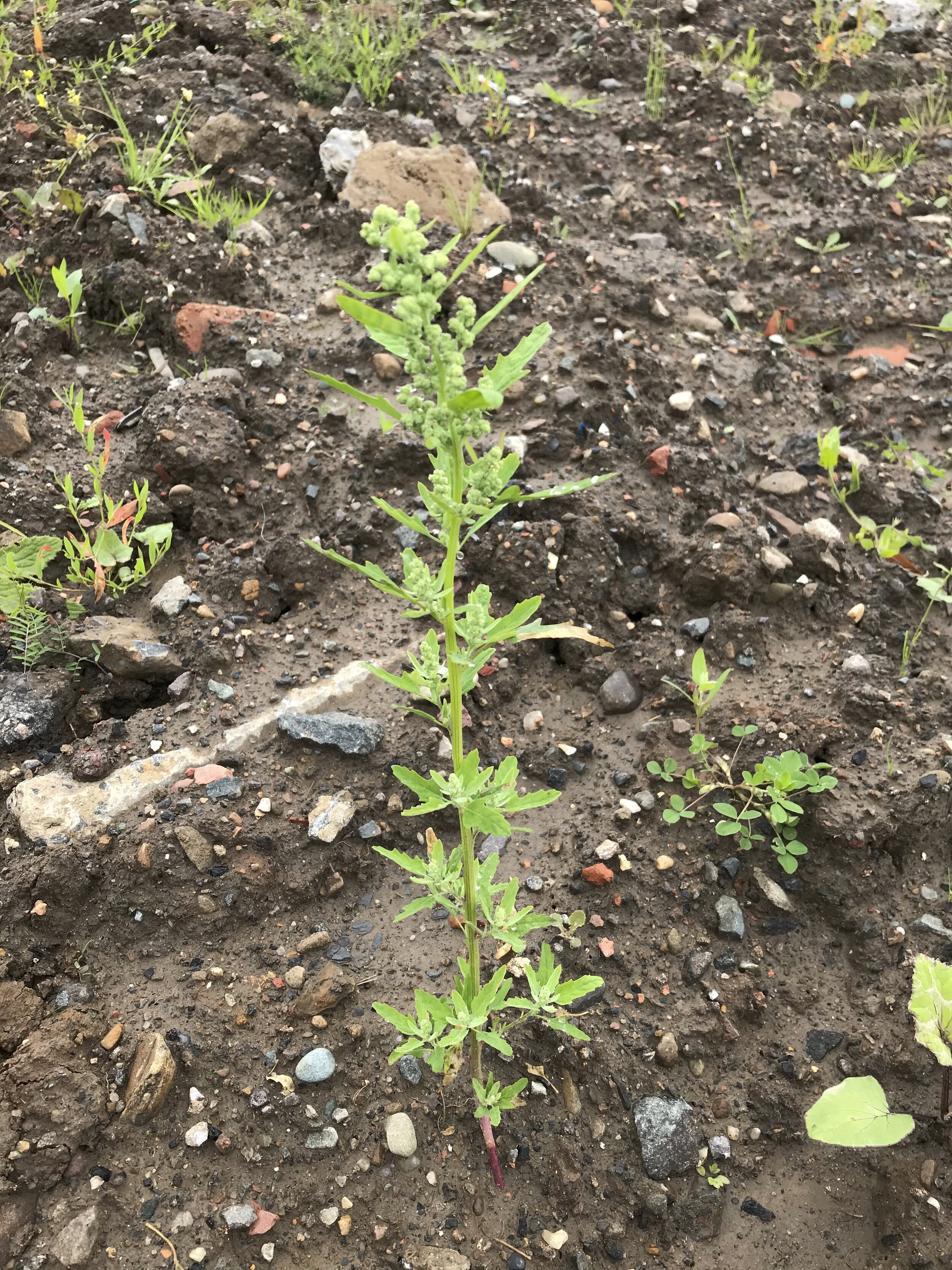 Chenopodium ficifolium NS6762 23Jul2020 MP