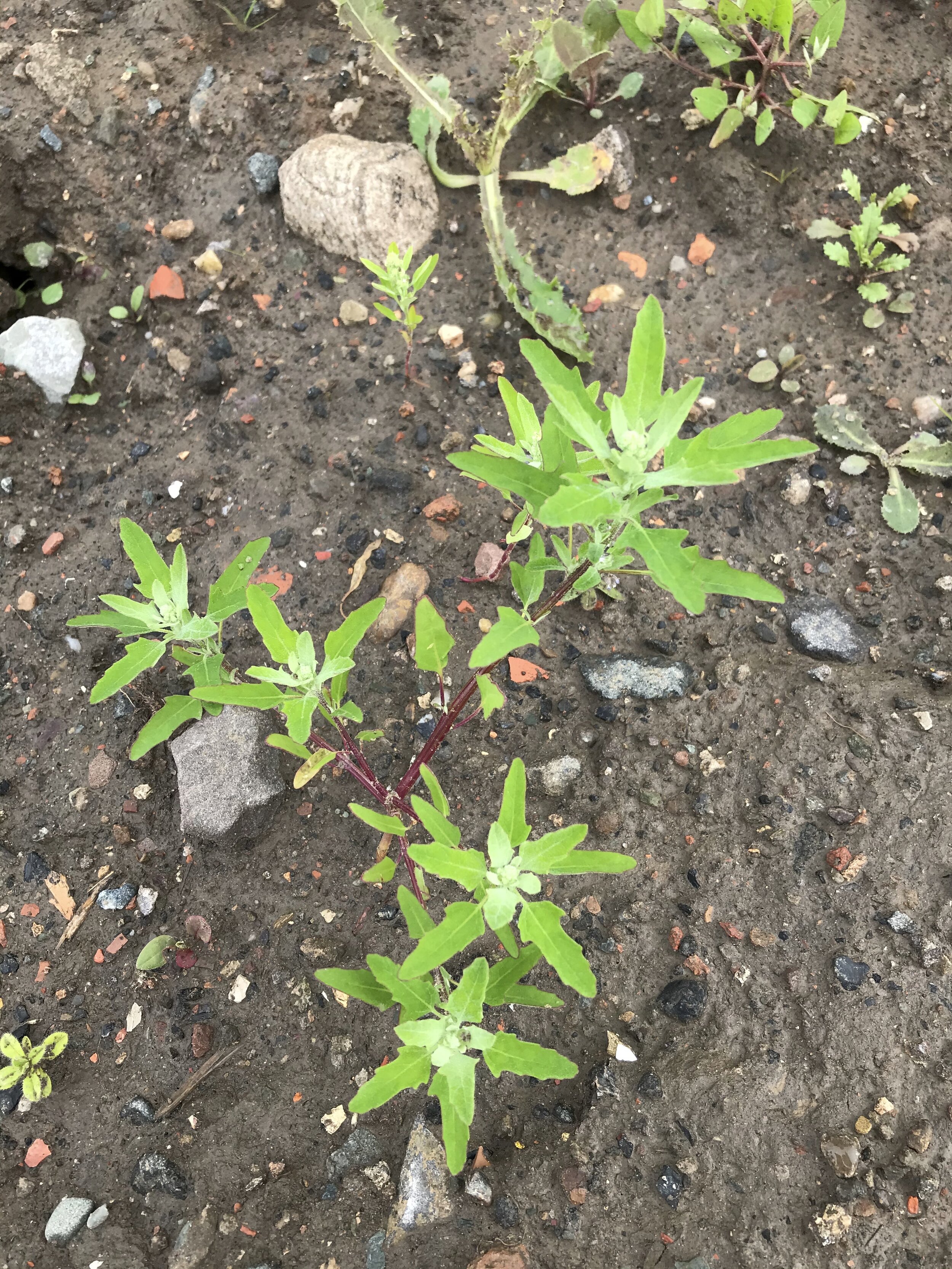 Chenopodium ficifolium NS6762 23Jul2020 MP
