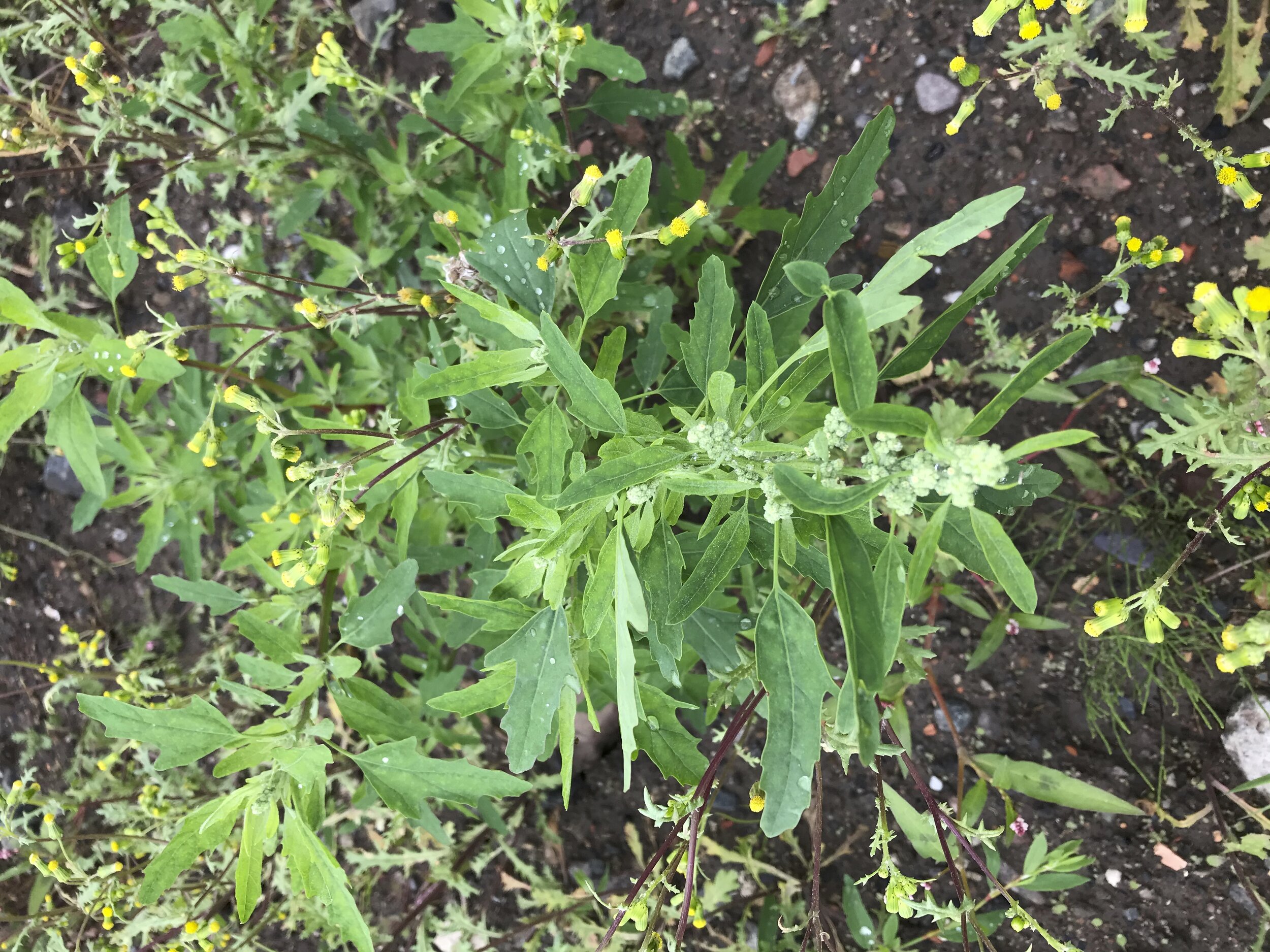 Here the distinctive leaves with 3 main lobes can be seen. Chenopodium ficifolium NS6762 23Jul2020 MP