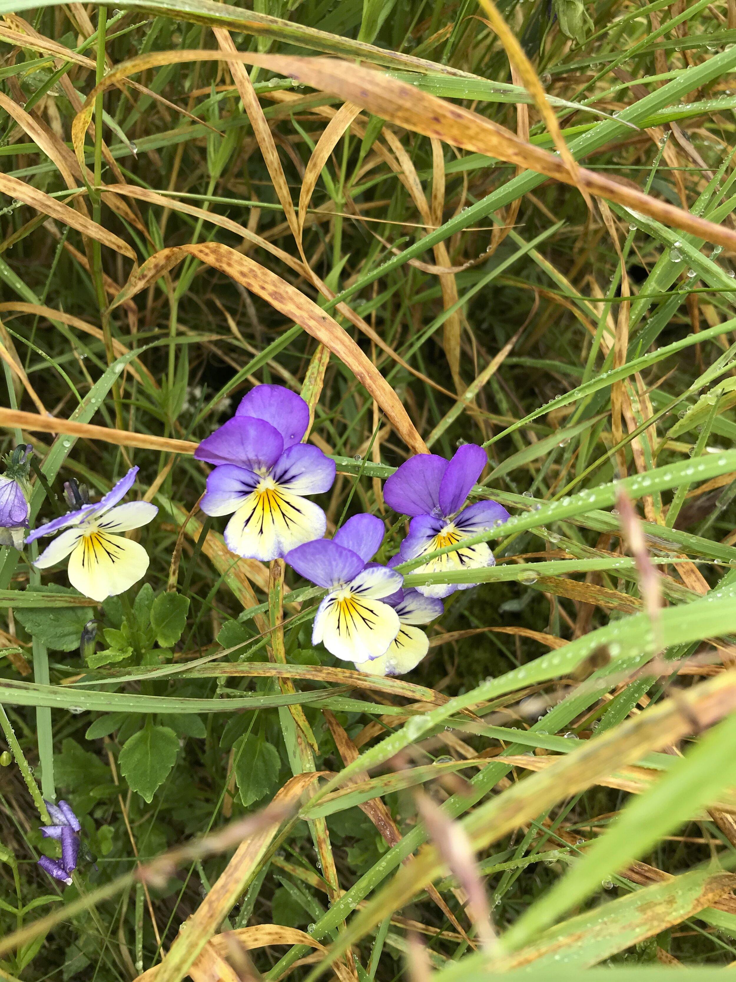 The flowers are 10-25mm vertically and the petals are longer than the calyx. Viola tricolor NS8814 22Jul2020 MP
