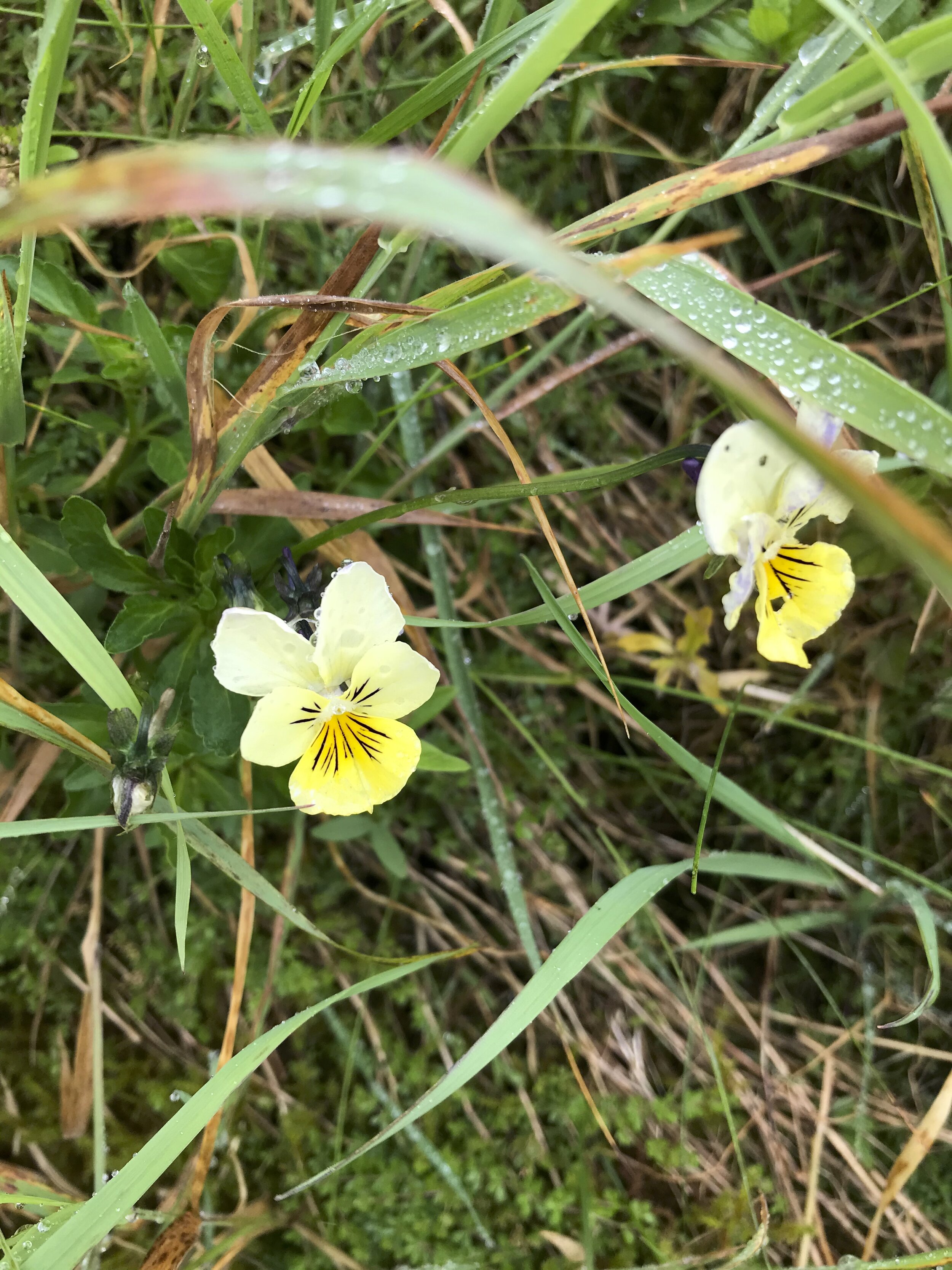 Viola tricolor NS8814 22Jul2020 MP
