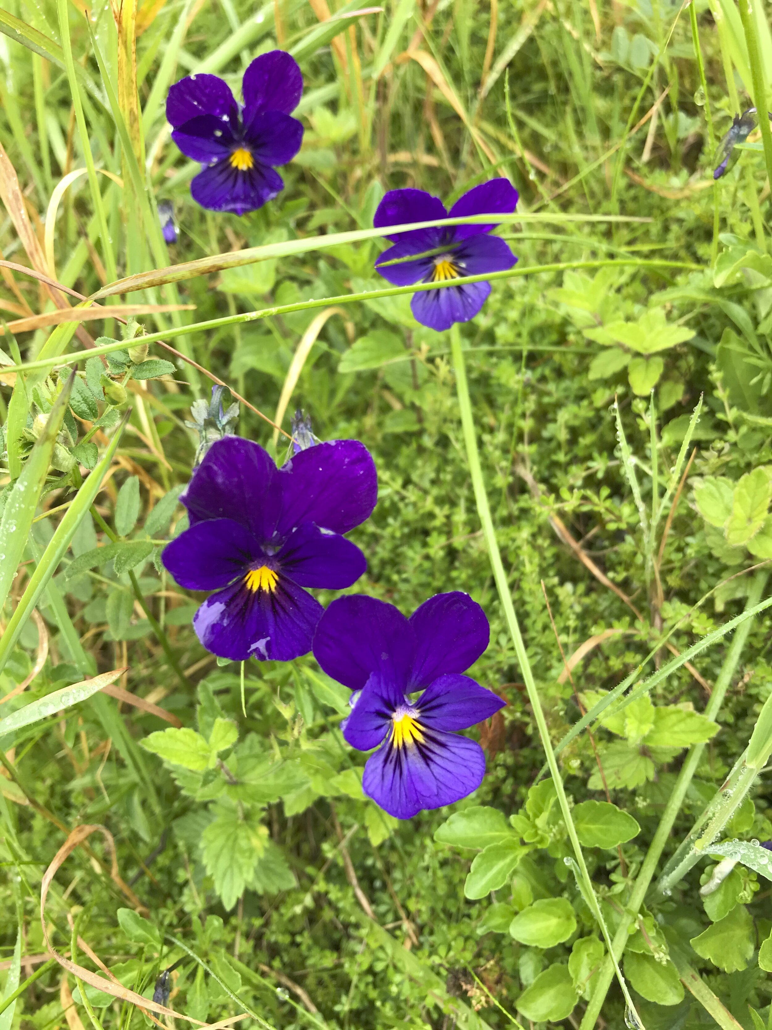Viola tricolor NS8814 22Jul2020 MP