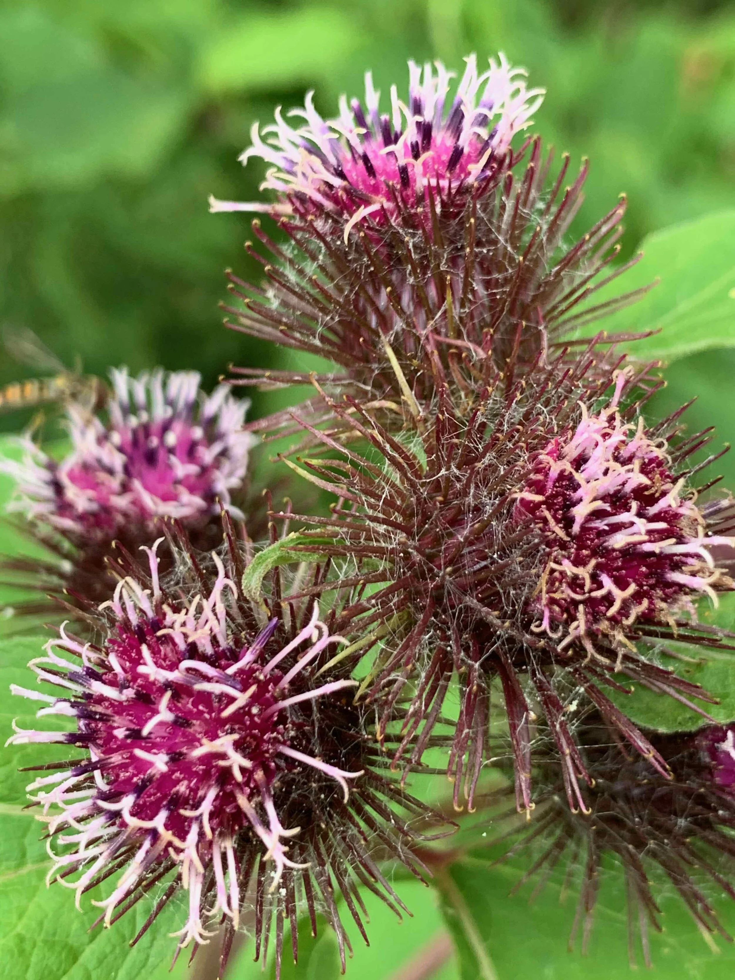  Arctium minus  NS8049 20July2020 PW  
