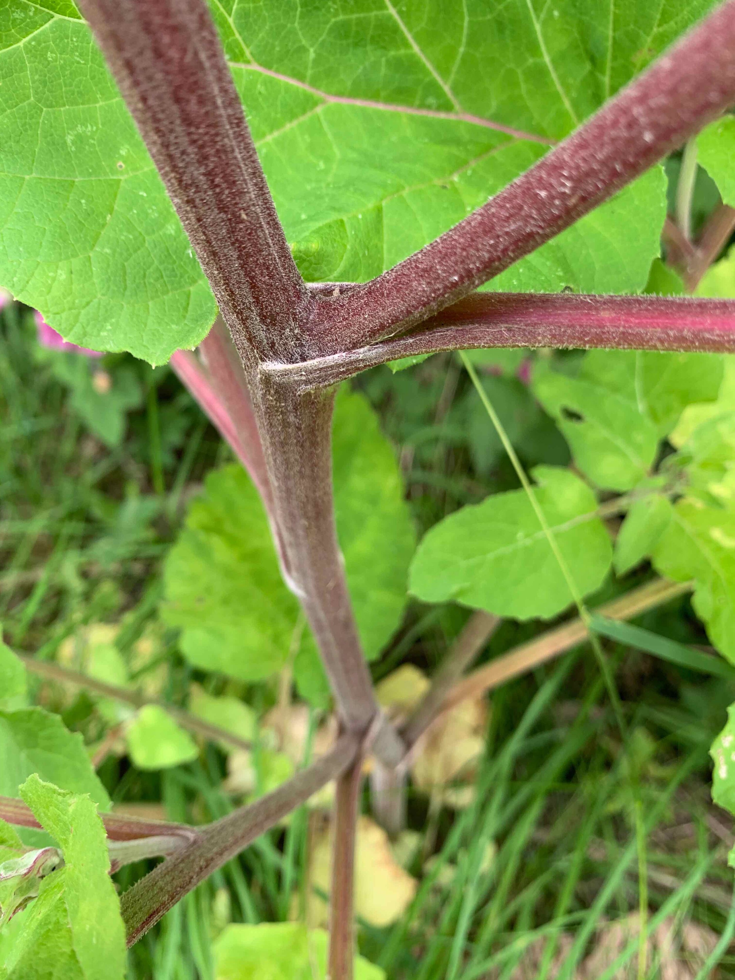   Arctium minus  NS8049 20July2020 PW  