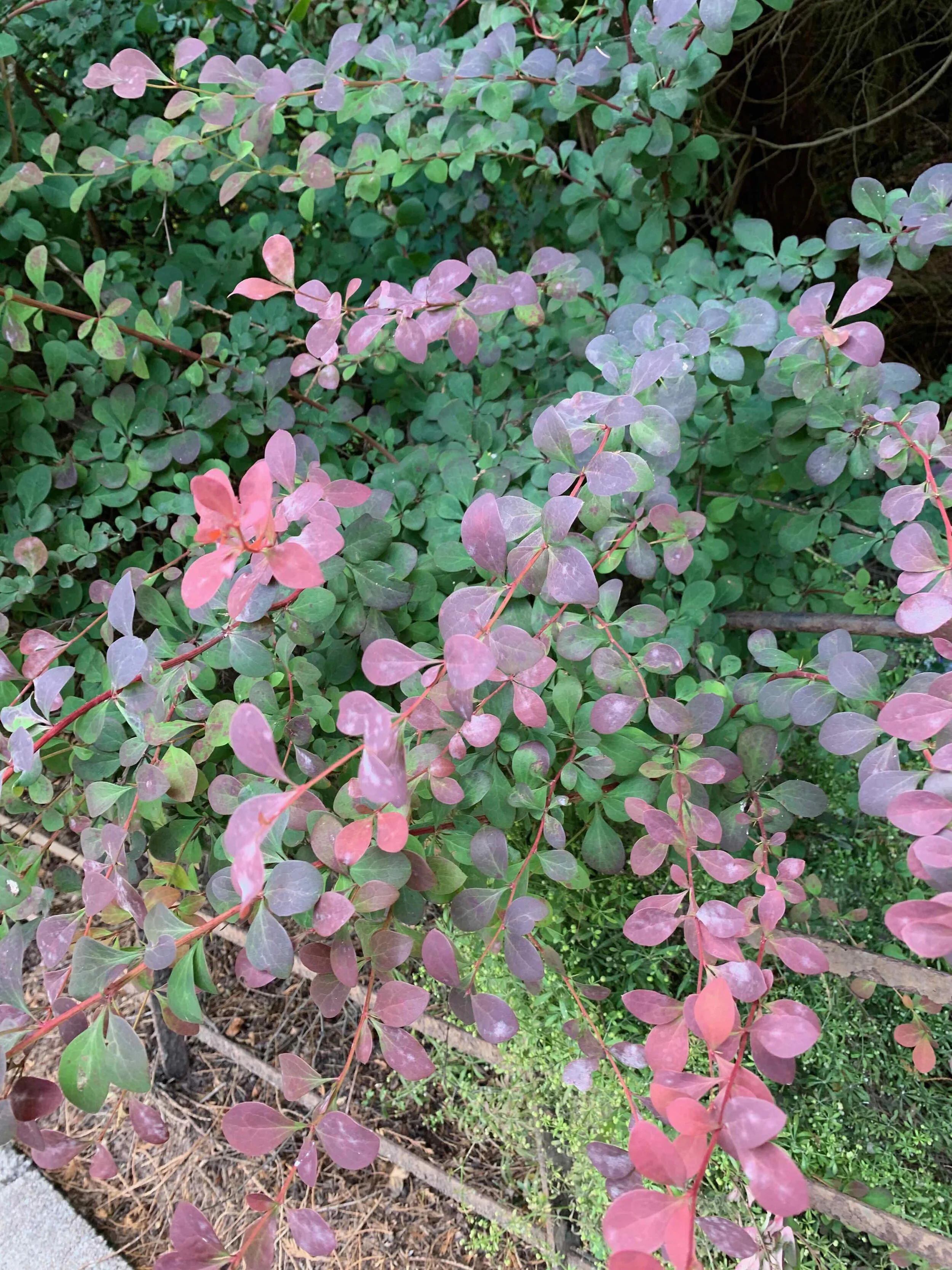   Berberis thunbergii var. atropurpurea  NS8049 20Jul2020 PW  