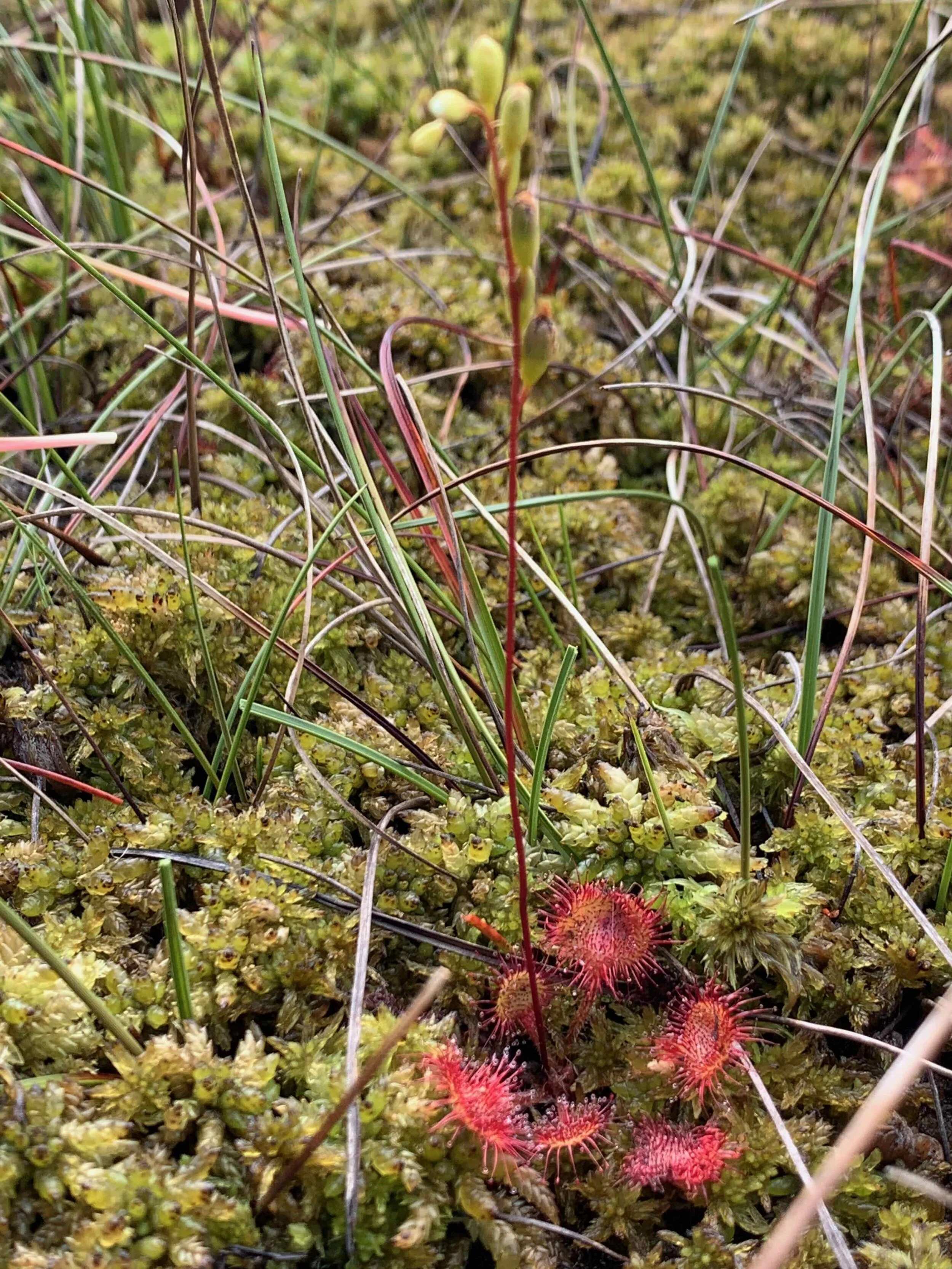   Drosera rotundifolia NS8047 20July2020 PW  