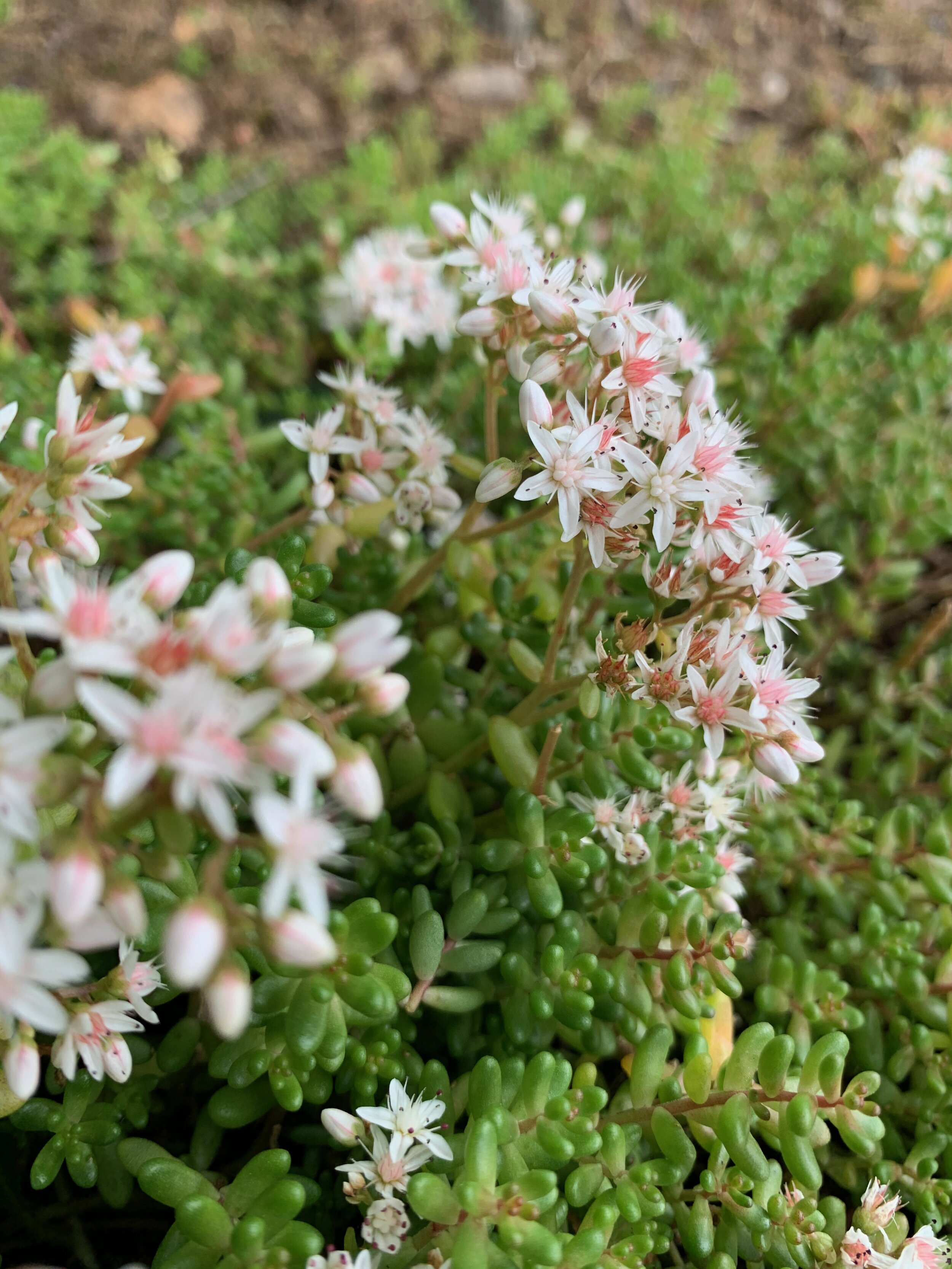 Sedum album NS7951 20July2020 PW