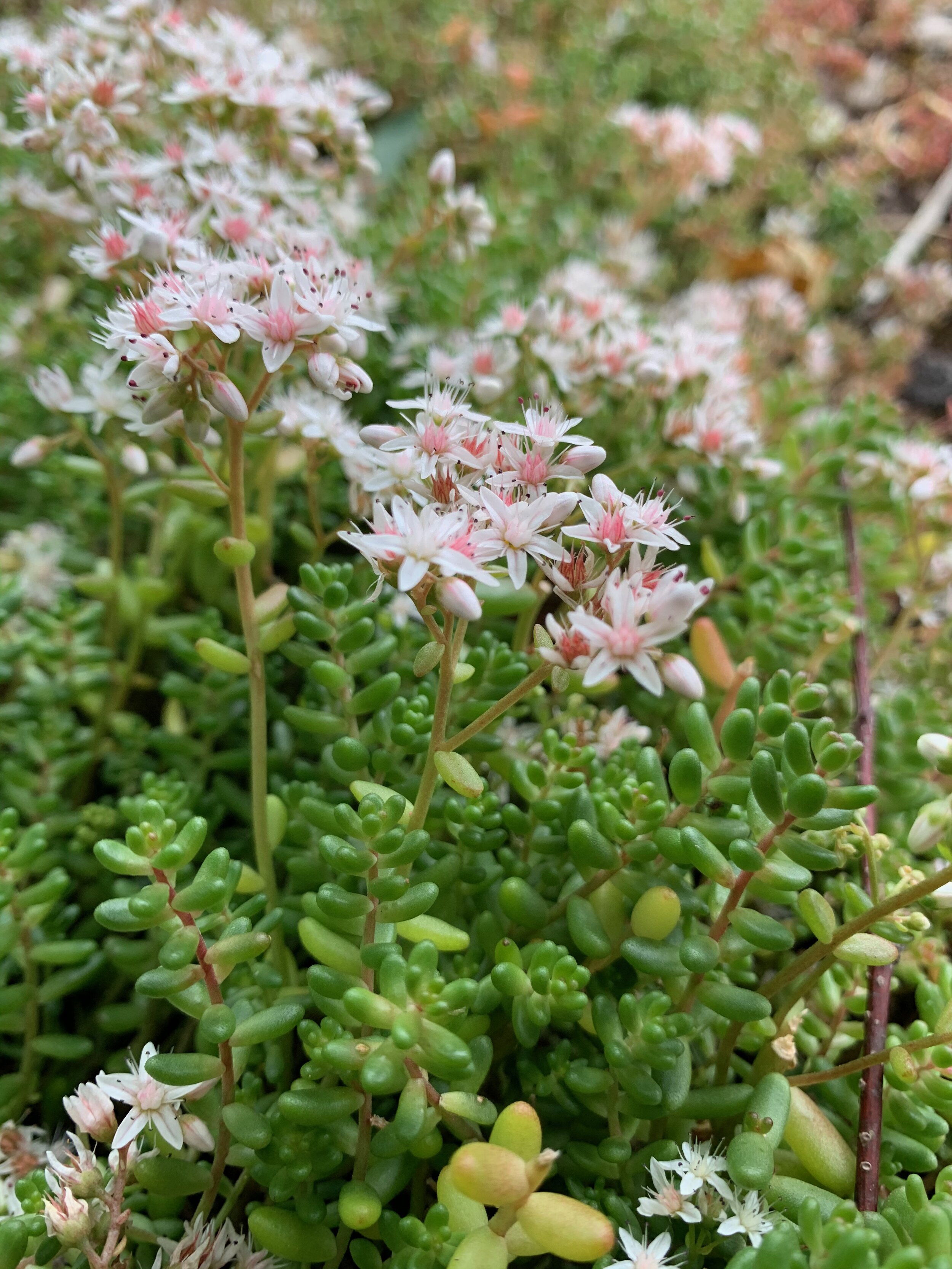 Sedum album NS7951 20July2020 PW