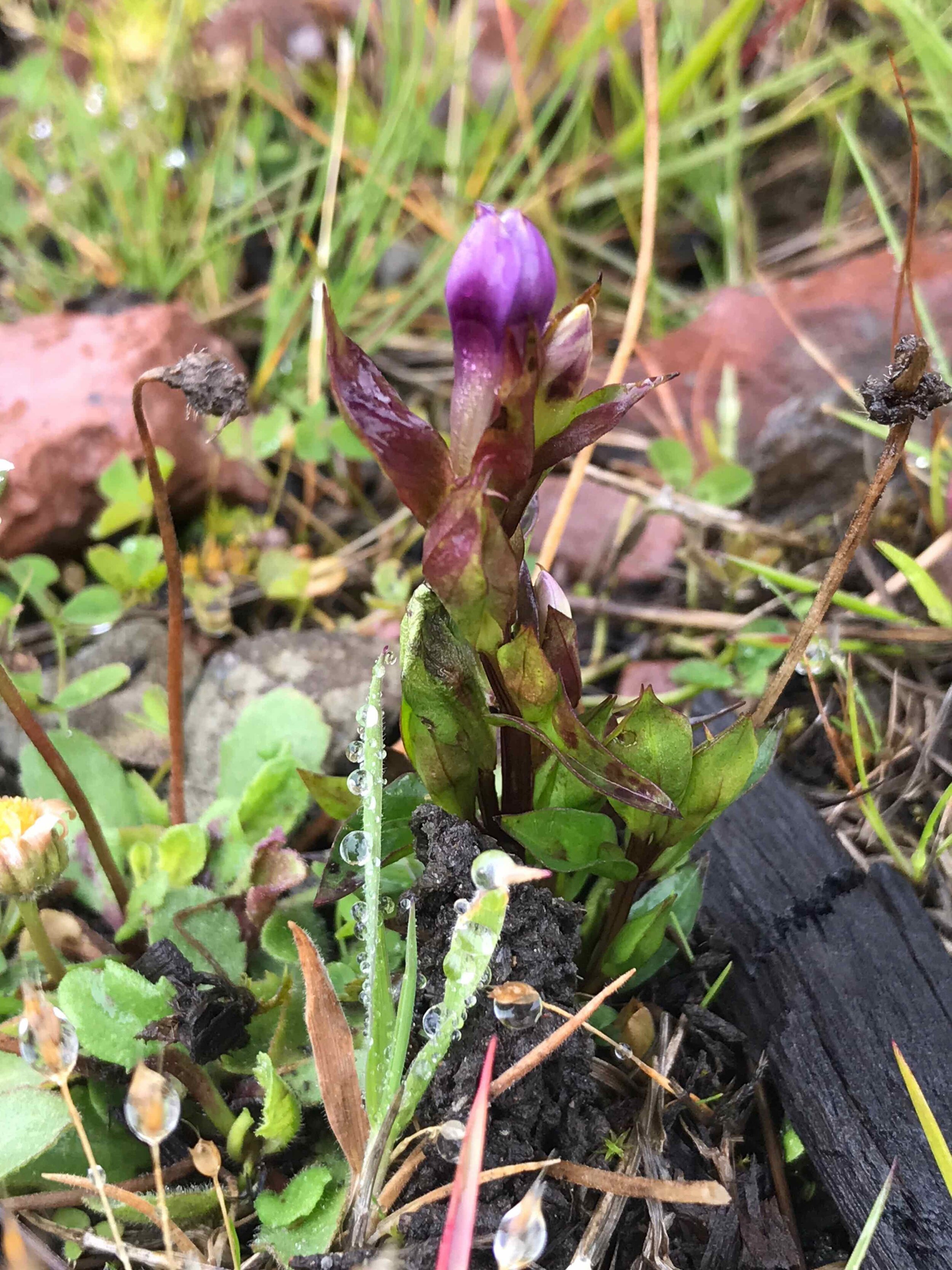   Gentianella campestris NS8814 22July2020 MP  