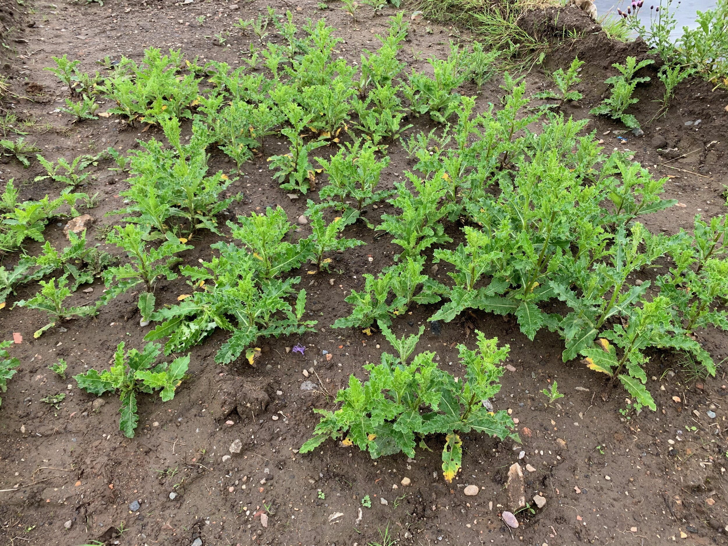 The creeping thistle living up to its name. Cirsium arvense NS6662 23Jul2020 PW