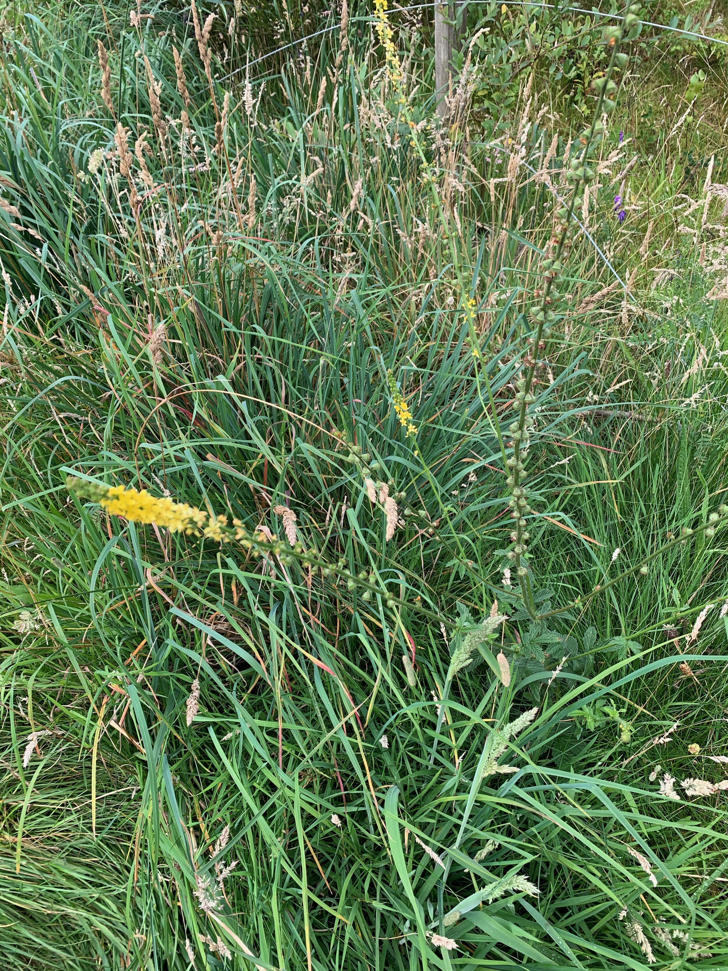   Agrimonia eupatoria NS6673 02Aug2019 PW  