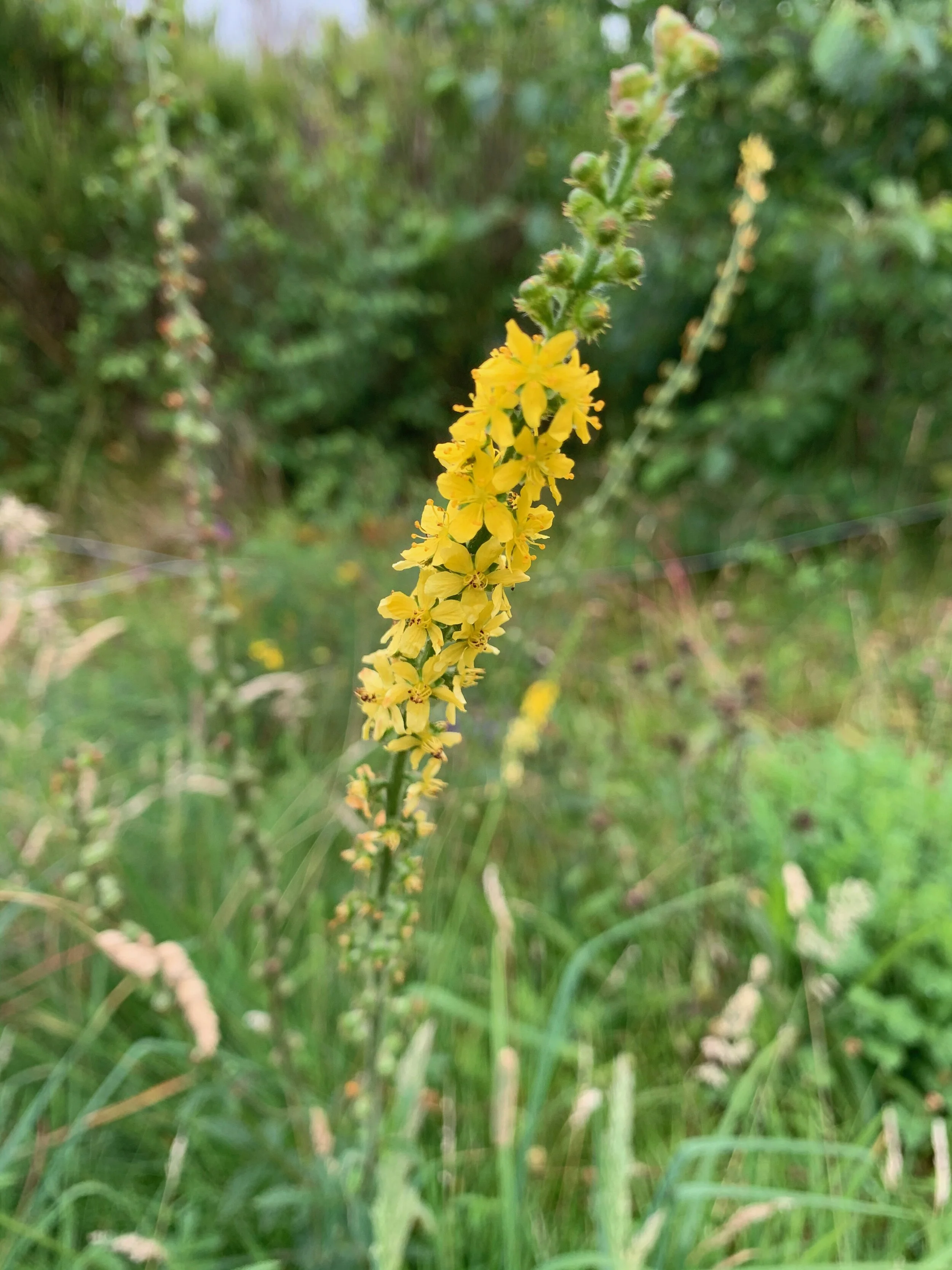   Agrimonia eupatoria NS6673 02Aug2019 PW  