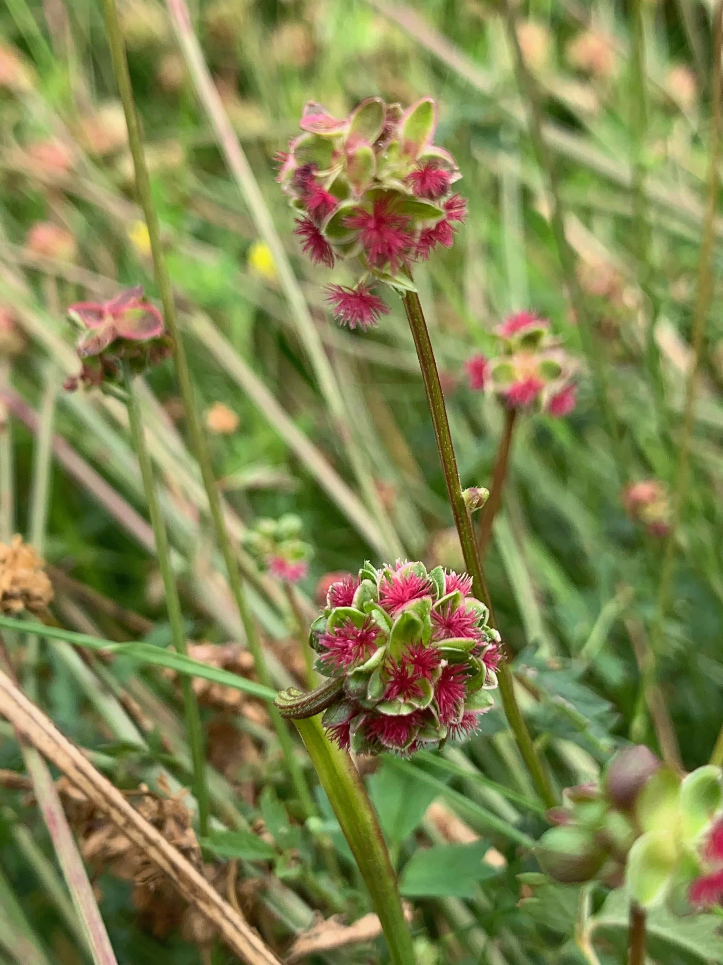   Poterium sanguisorba NS6673 02August2020 PW   