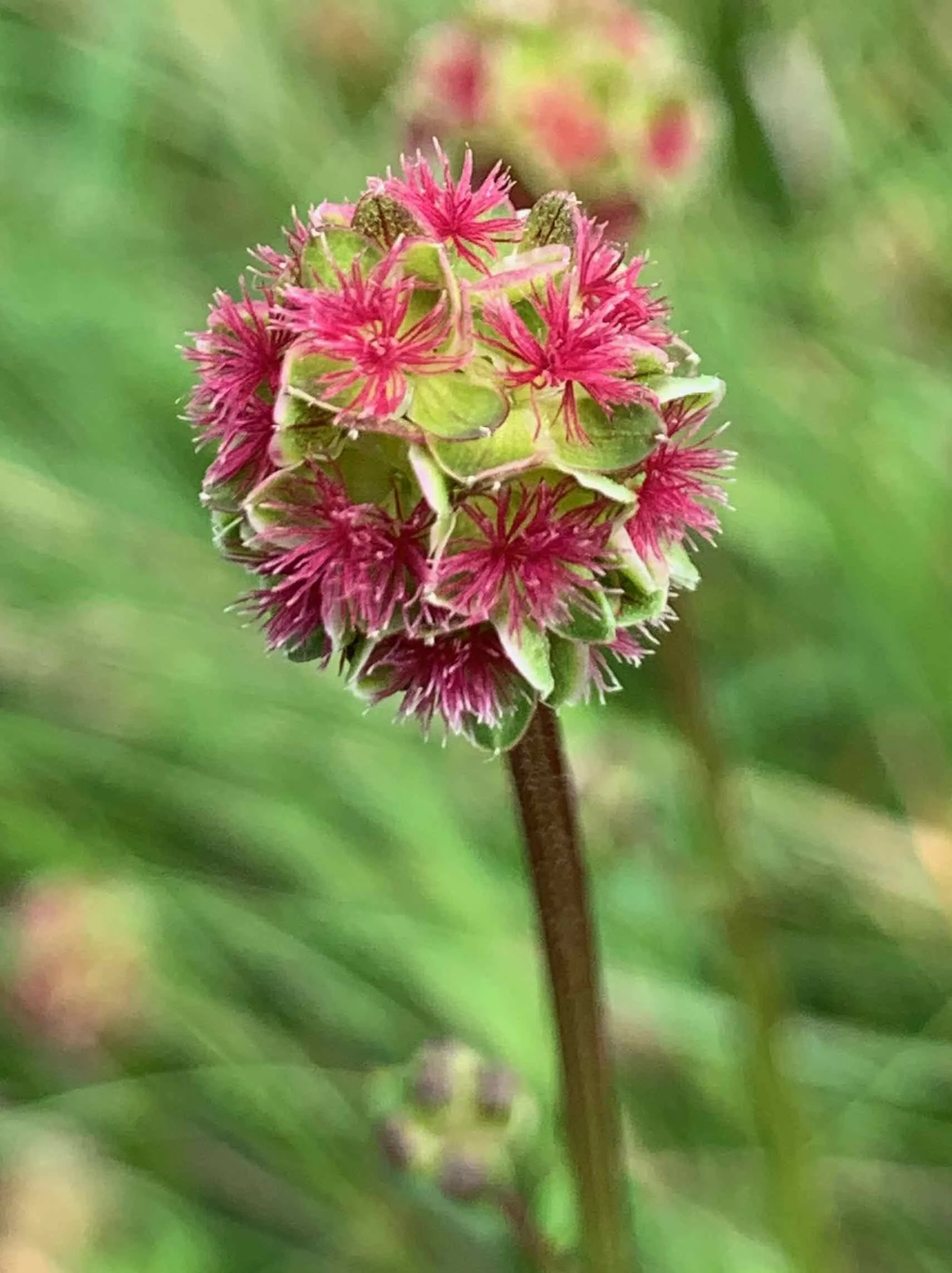   Poterium sanguisorba NS6673 02August2020 PW   