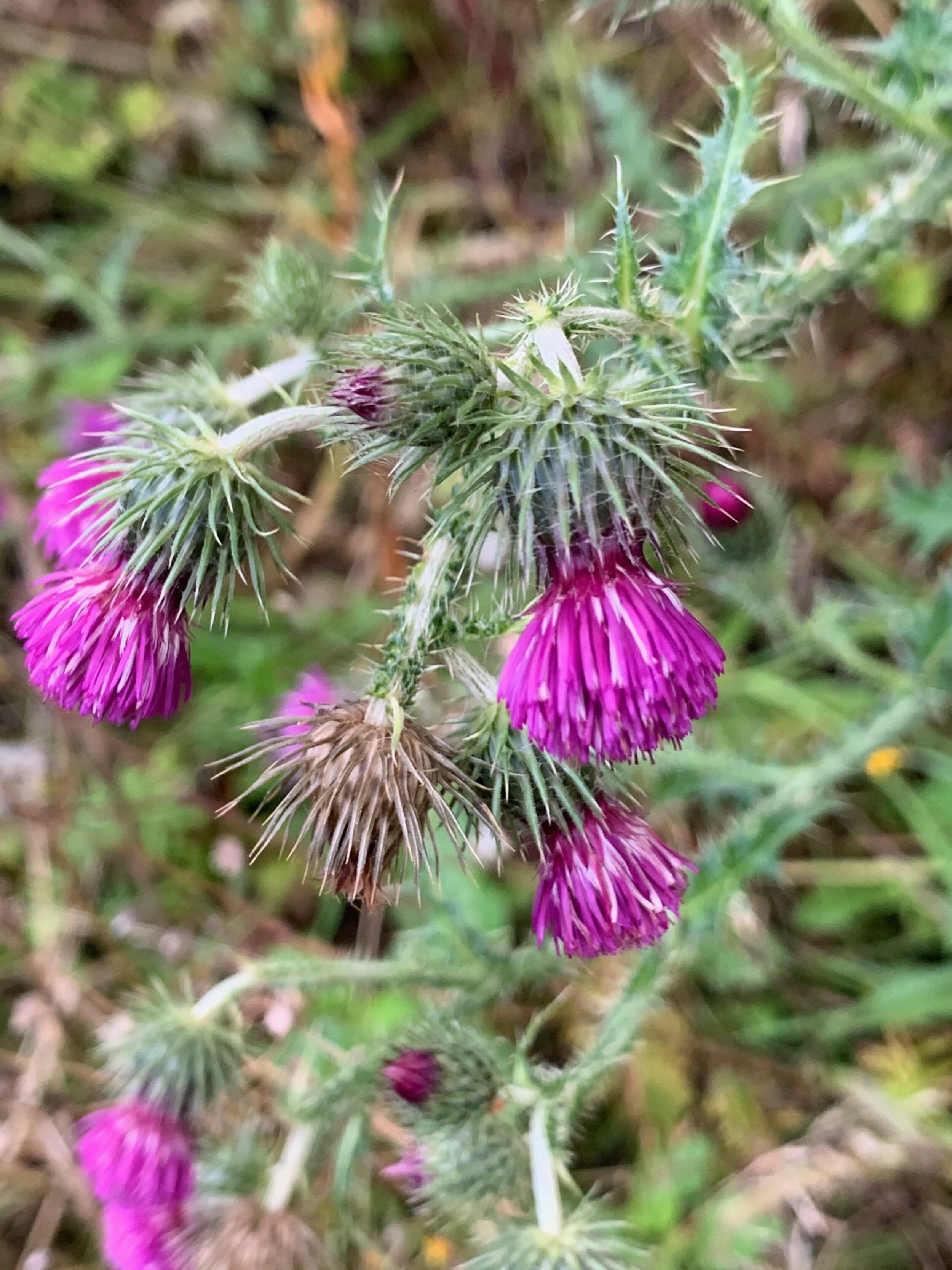 Carduus crispus NS 5585 6615 26Aug2019 PW