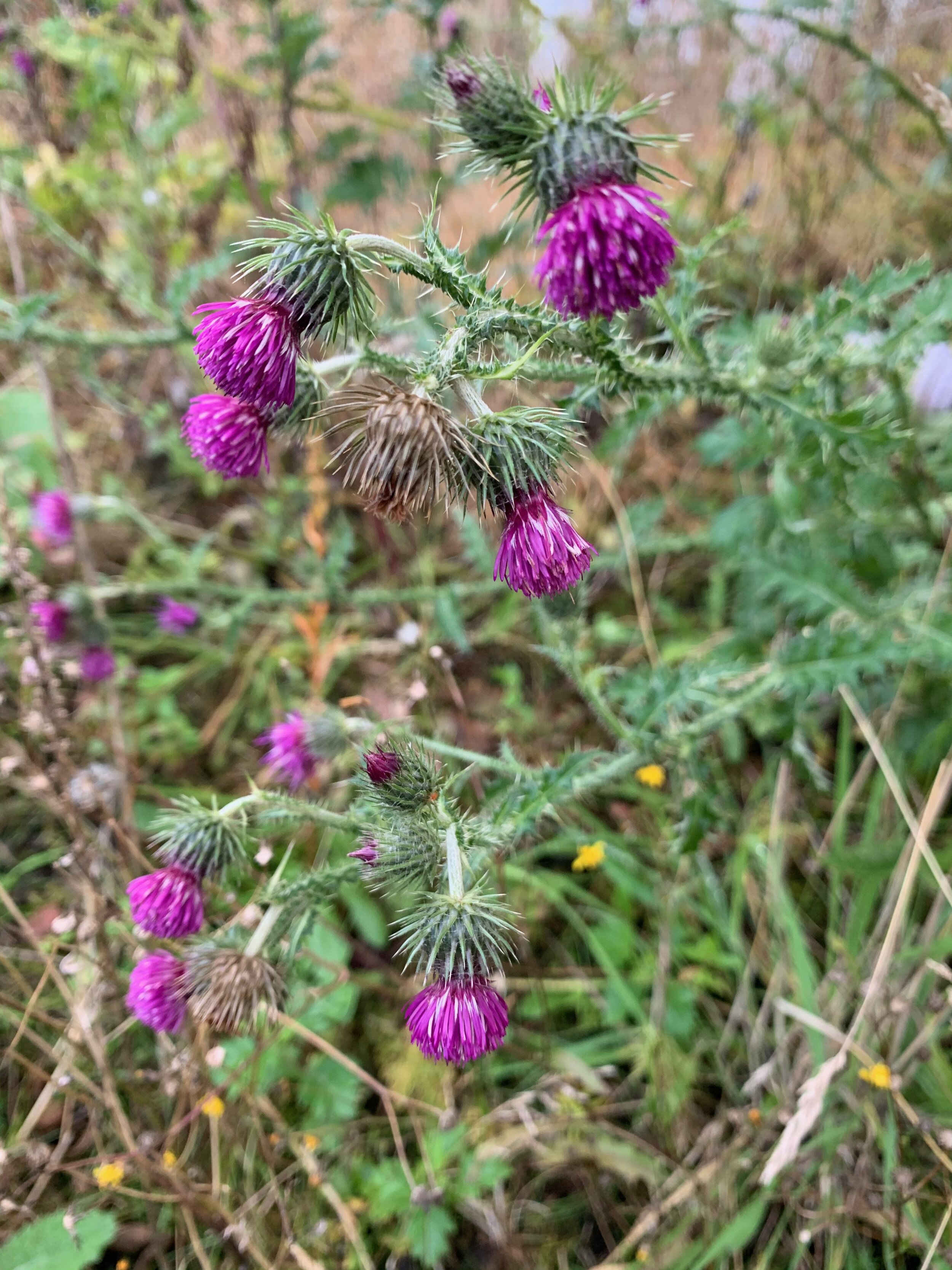 Carduus crispus NS 5585 6615 26Aug2019 PW