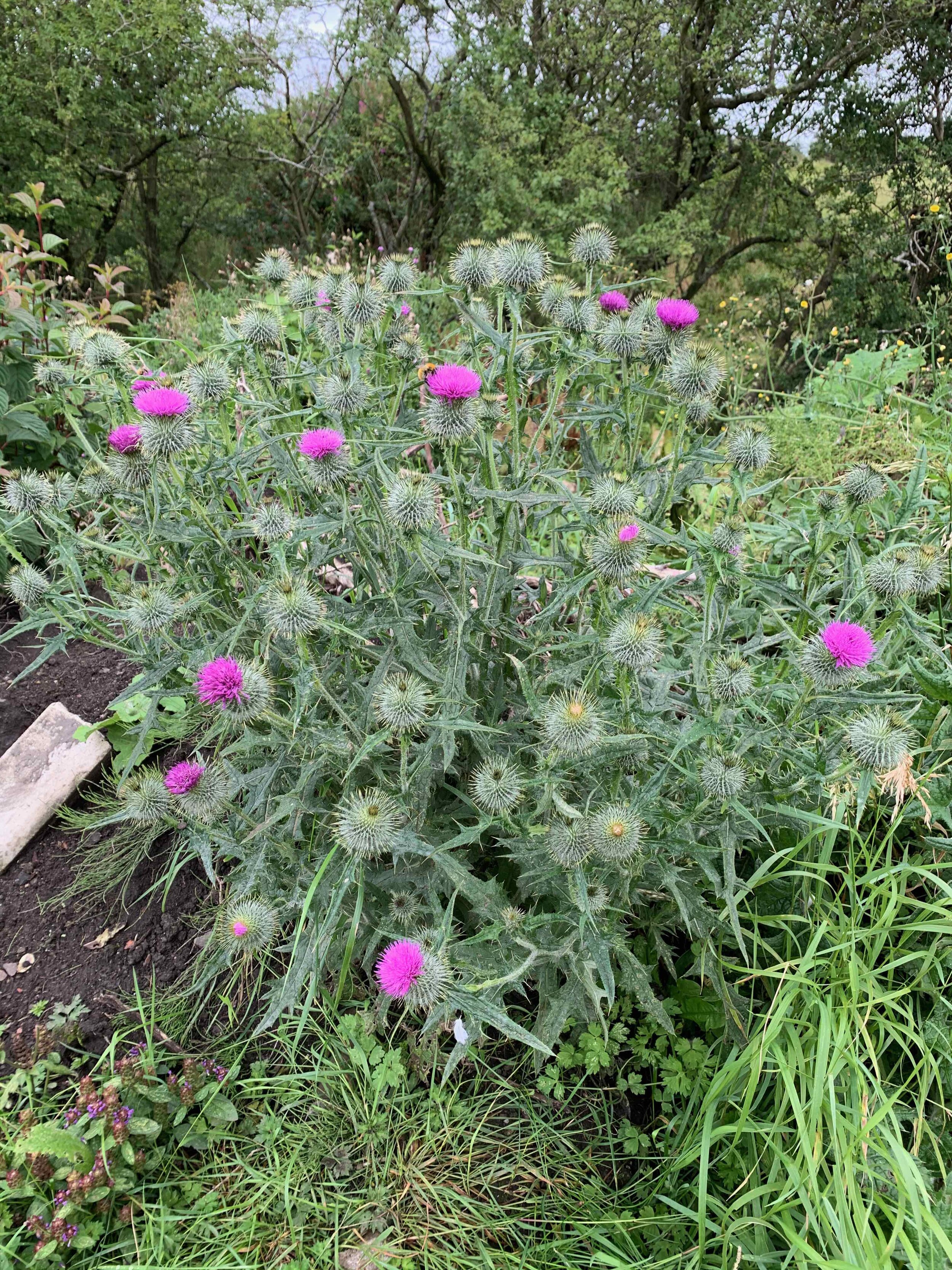 Cirsium vulgare NS 7467 28Aug2019 PW