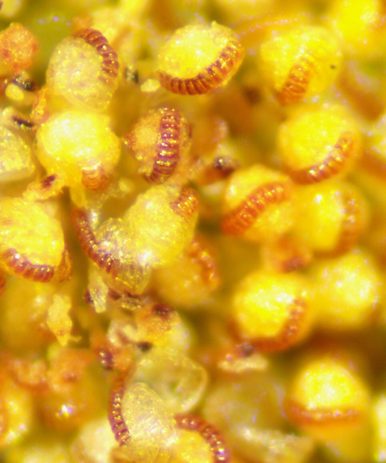 This is the appearance at x 80. Polypodium vulgare NS5665 09Sep2020 PW
