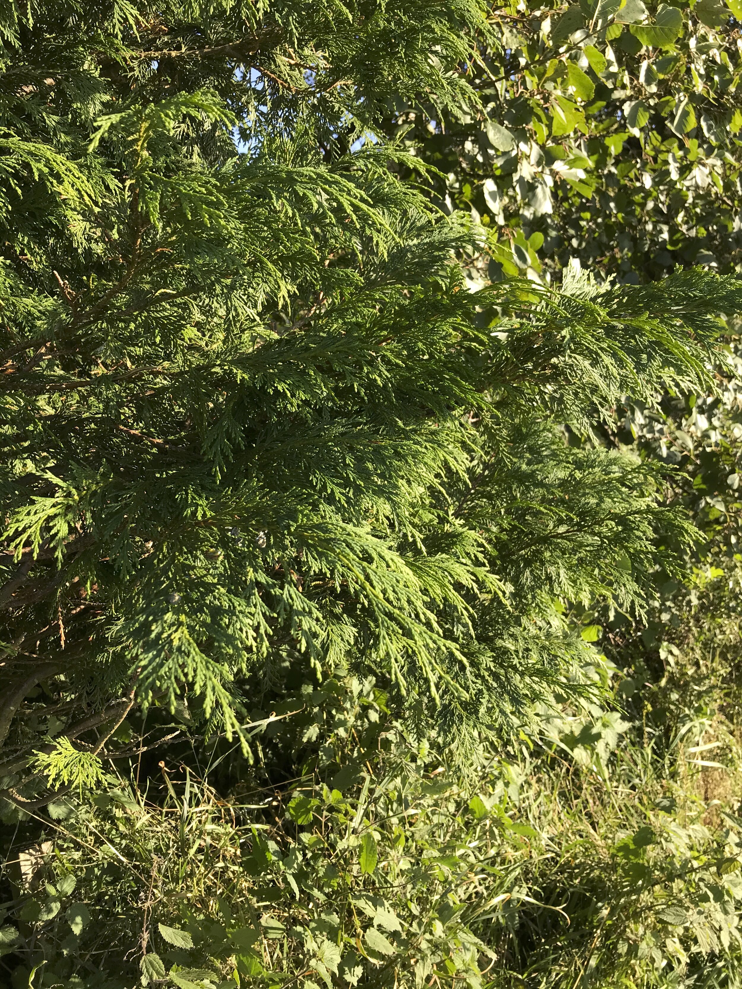 Chamaecyparis lawsoniana NS7947 26Sep2020 MP