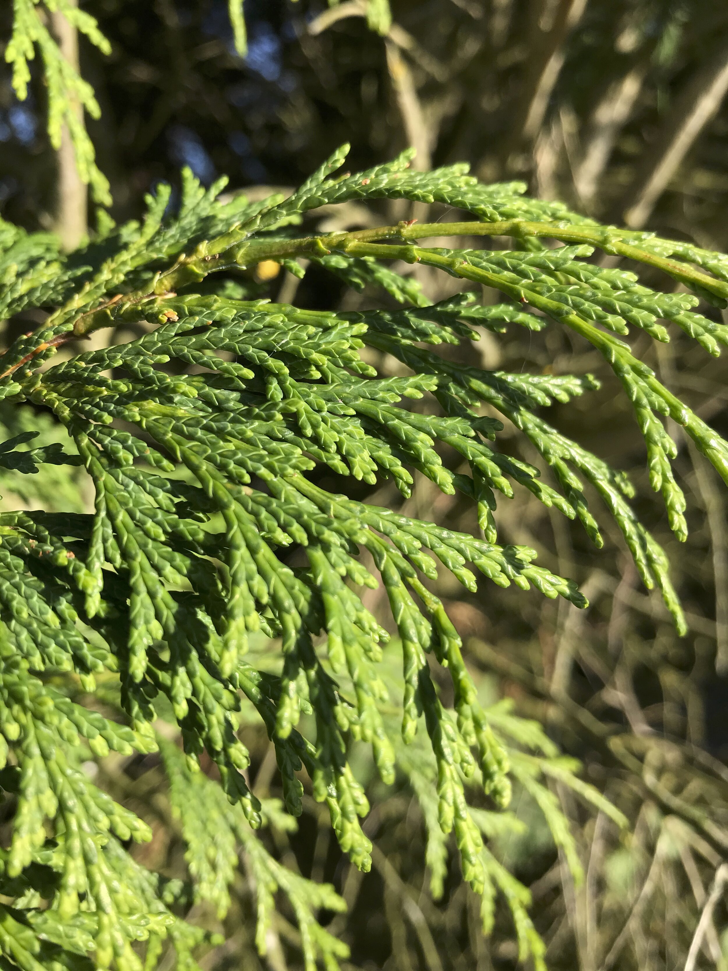 Overall the leaves are in a two-dimensional plane. Chamaecyparis lawsoniana NS7947 26Sep2020 MP