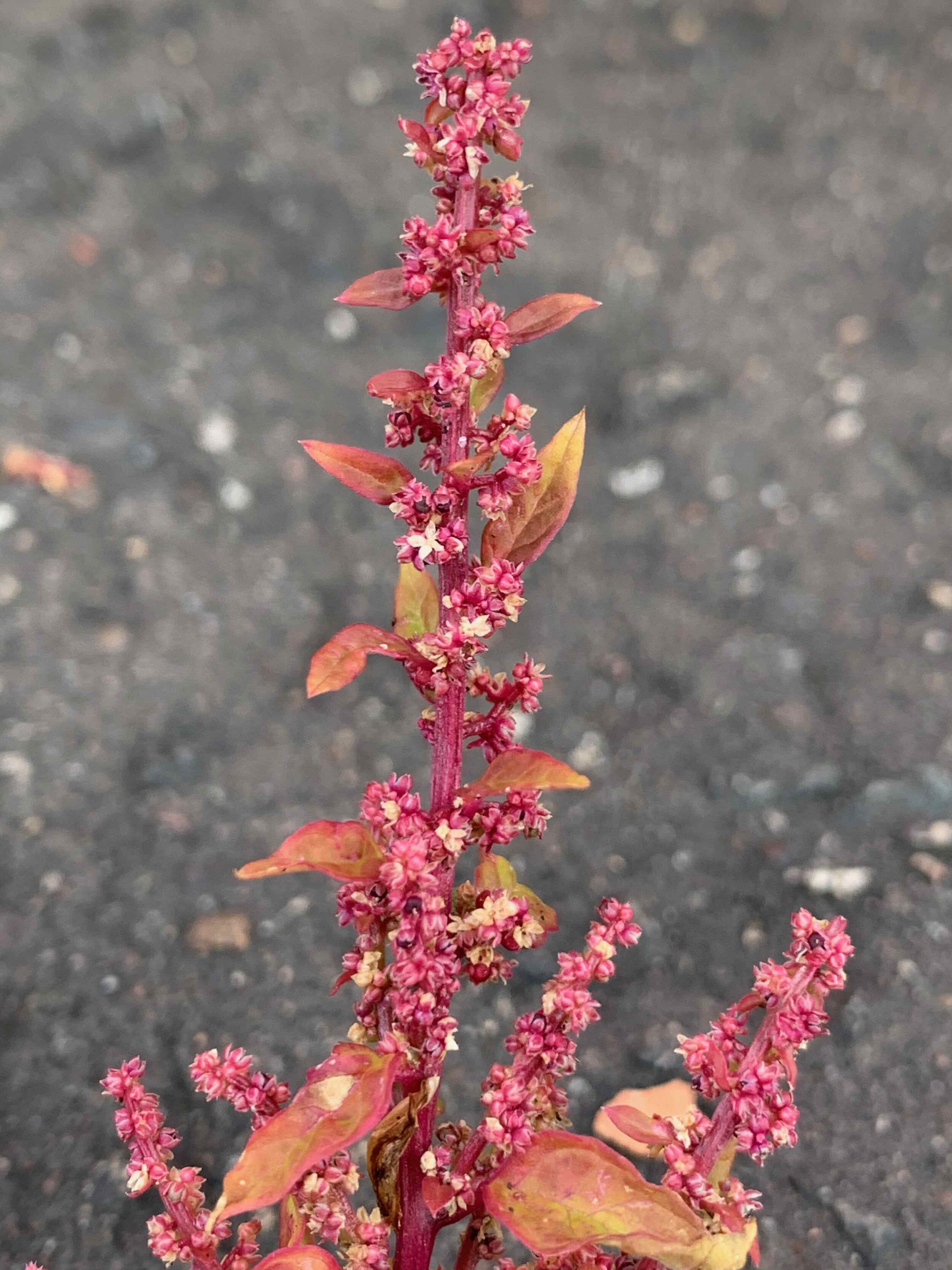Chenopodium polyspermum NS5866 9Oct2020 PW