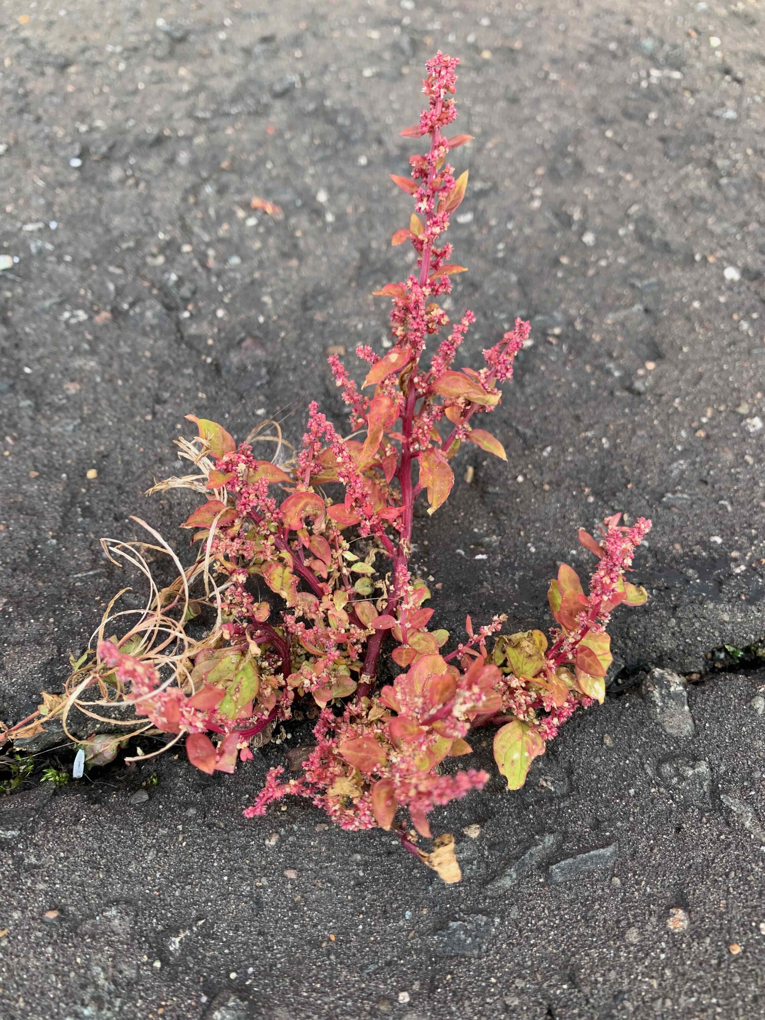 Chenopodium polyspermum NS5866 9Oct2020 PW