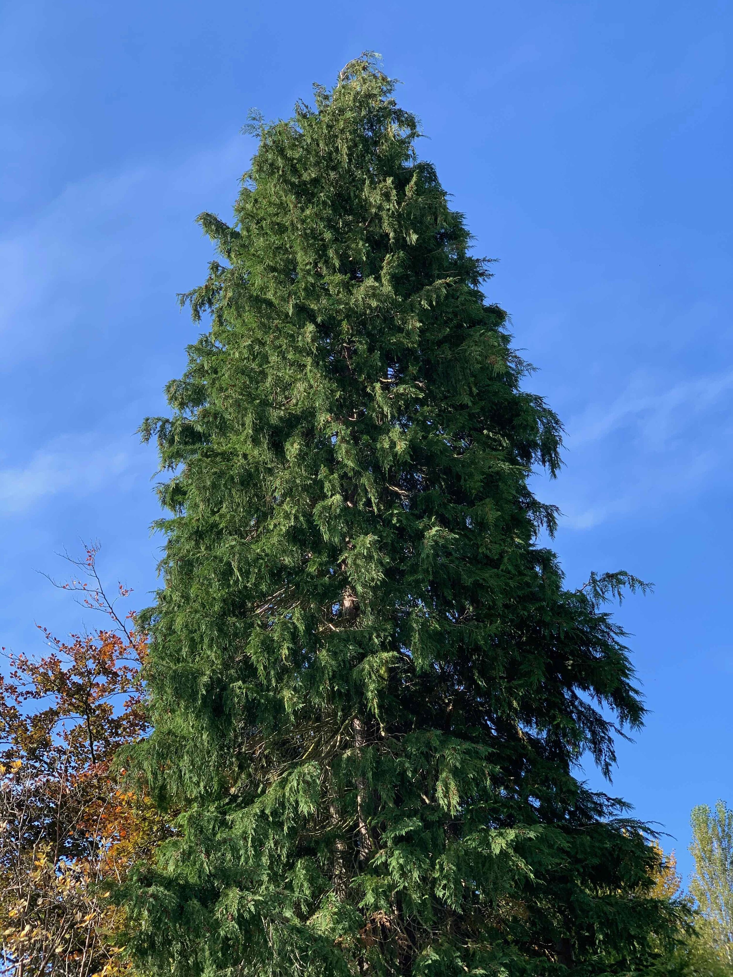 Chamaecyparis lawsoniana NS 8049 2Oct2020 PW
