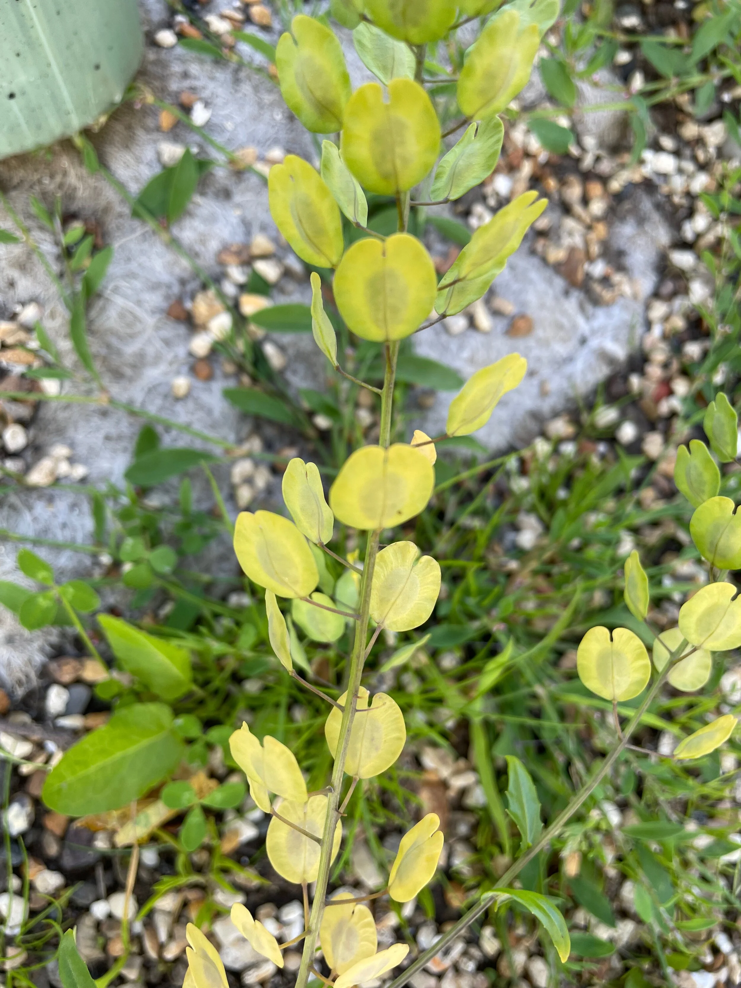   Thlaspi arvense NS5857 07July2021 PW  