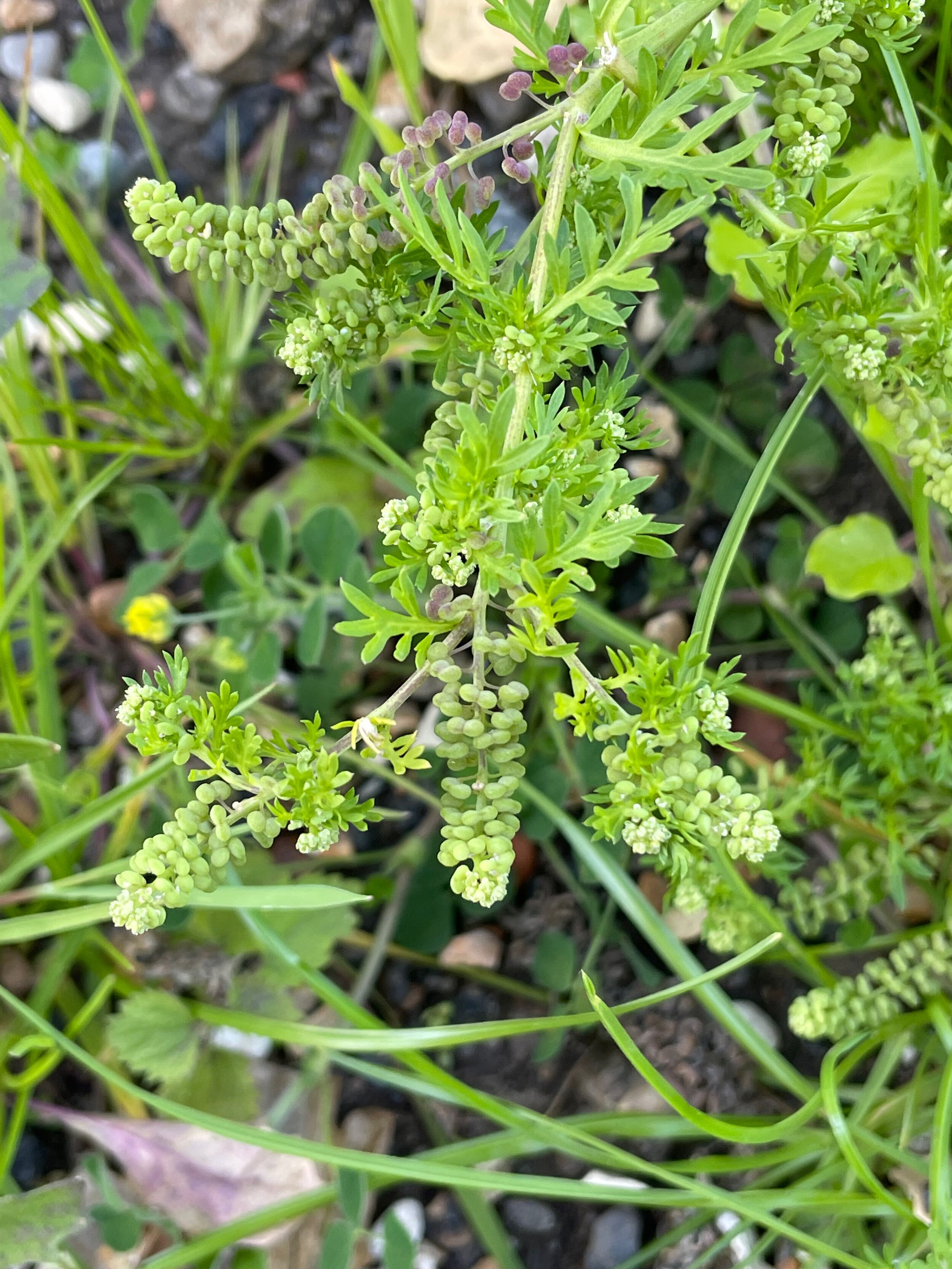 Lepidium didymum Lepidium didymum NS5857 07July2021 PW