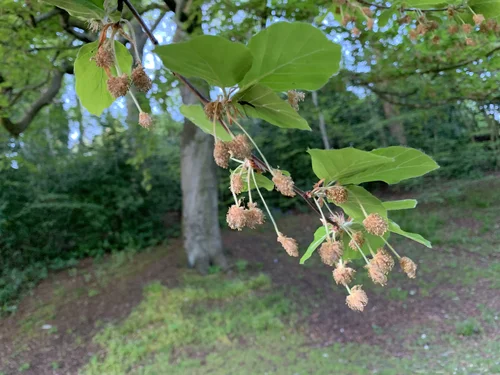 Fagus sylvaticus - Beech  BSBI VC77