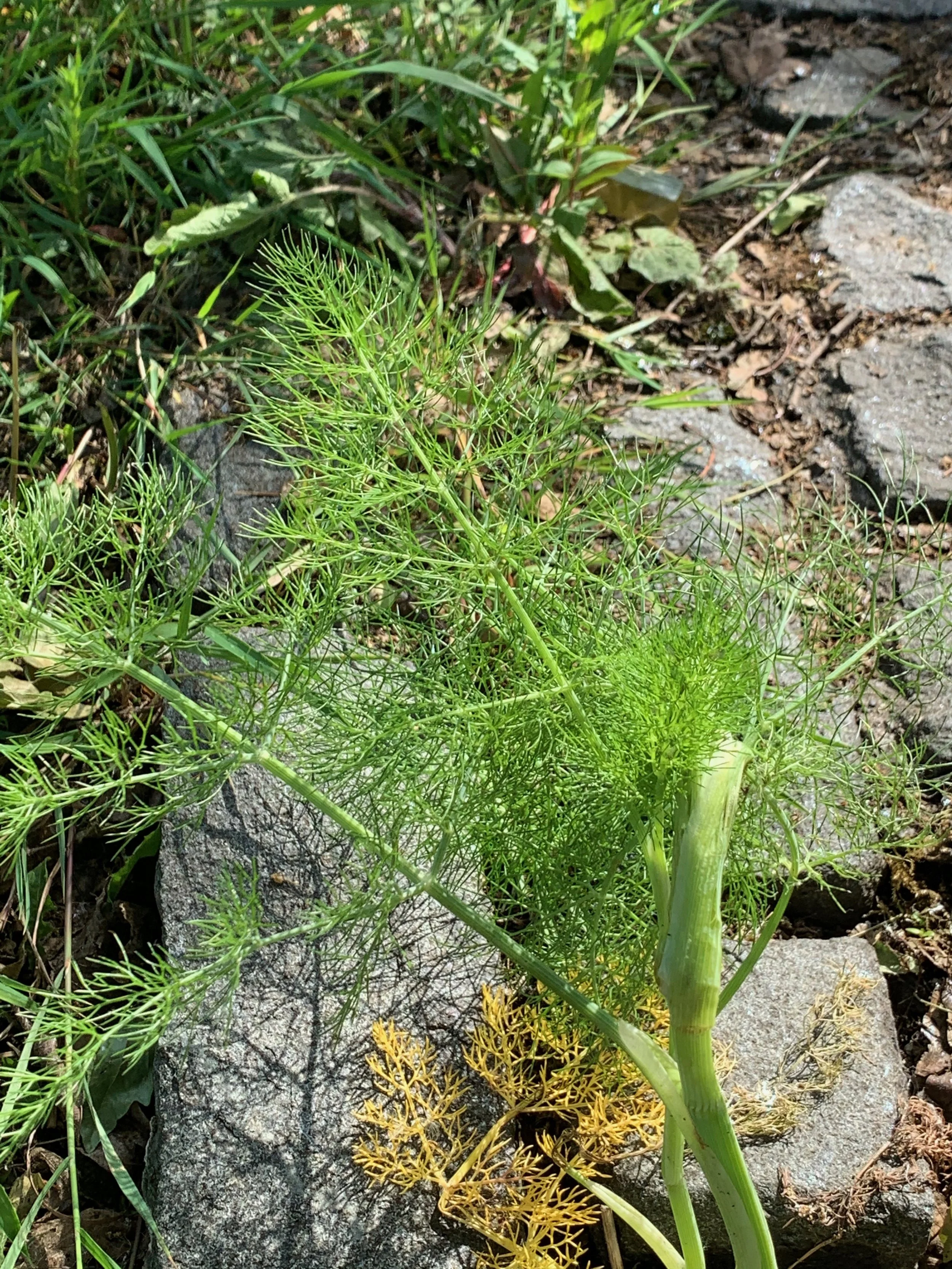   Foeniculum vulgare NS5565 29May20 PW   