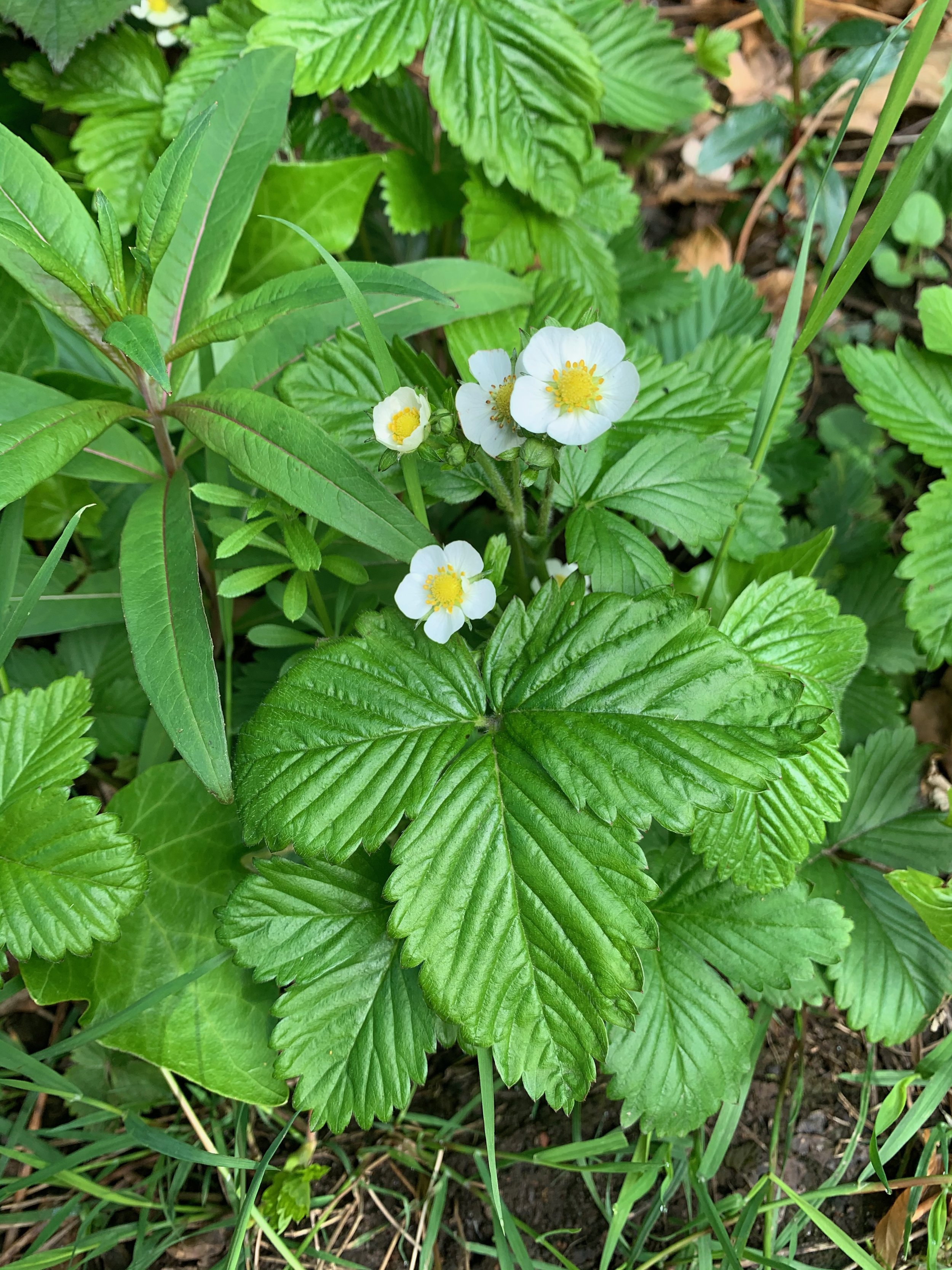 The sepals cannot be seen between the wide petals, the leaves are glossy and the last tooth is clearly beyond the two on either side.