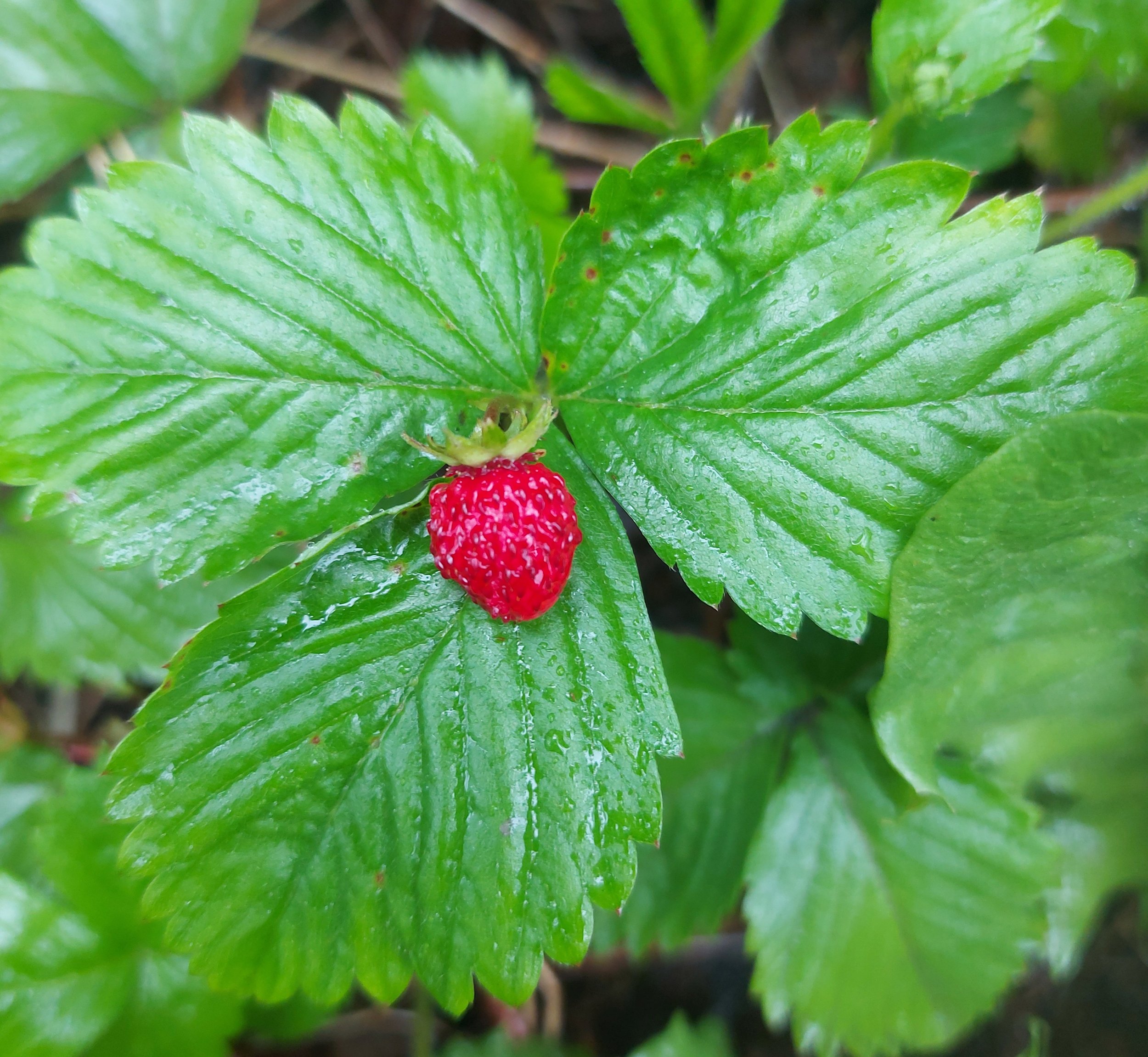 The seeds are more on the surface of the ripe fruit, rather then sucken into the flesh. Fragaria vesca NS8549 23Jun20 DG