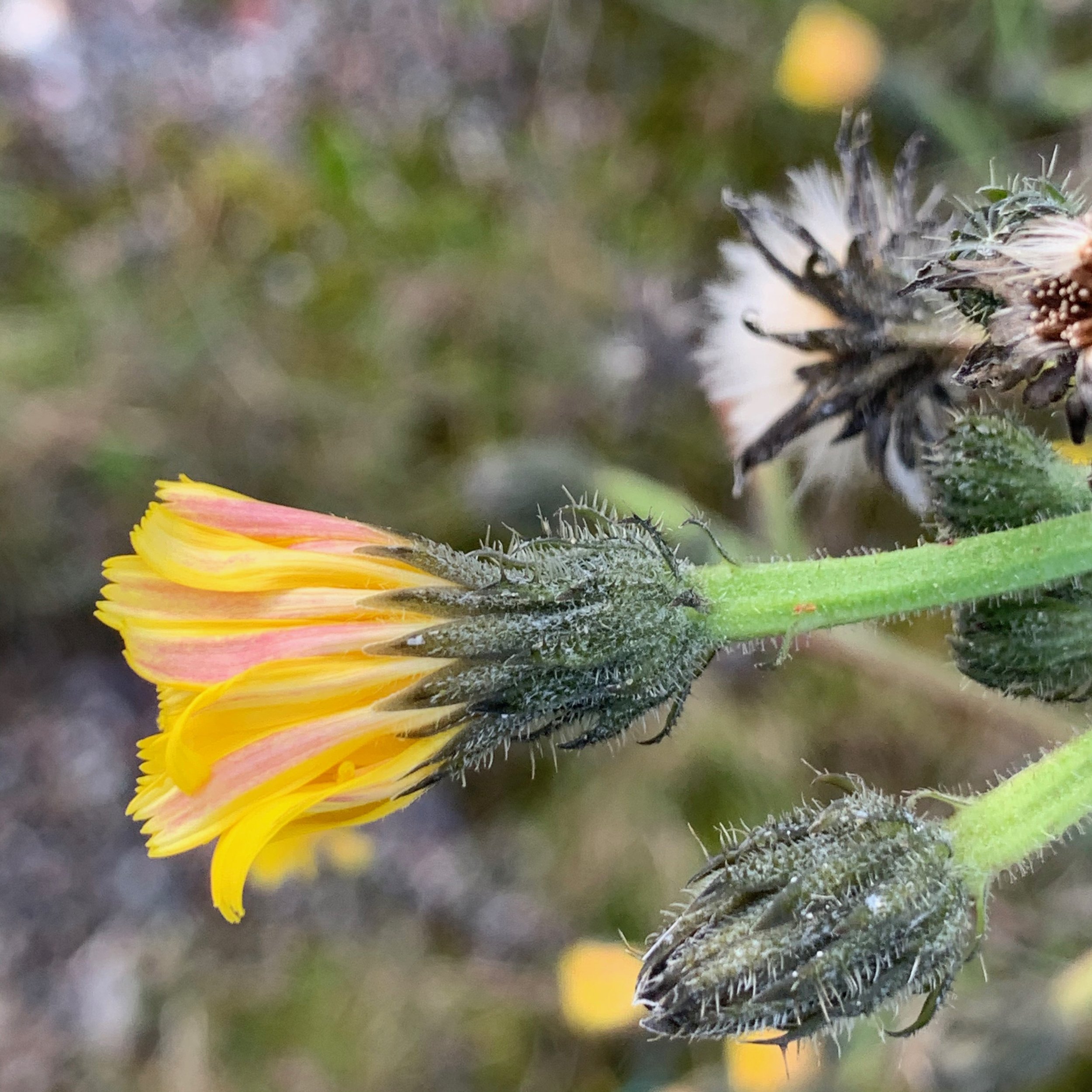 Picris hieracioides subsp. hieracioides NS 5665 26Aug19 PW