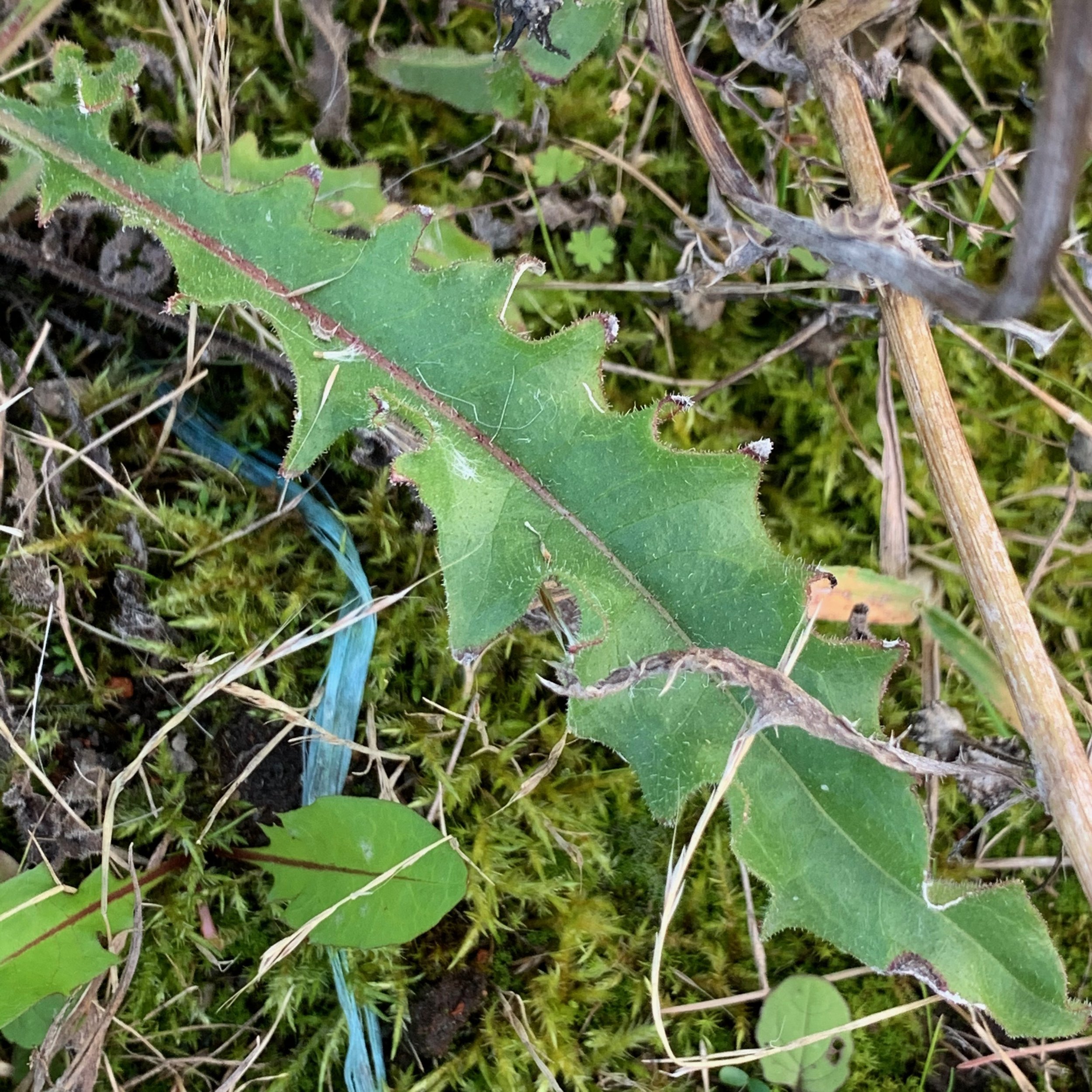 Picris hieracioides subsp. hieracioides NS 5665 26Aug19 PW