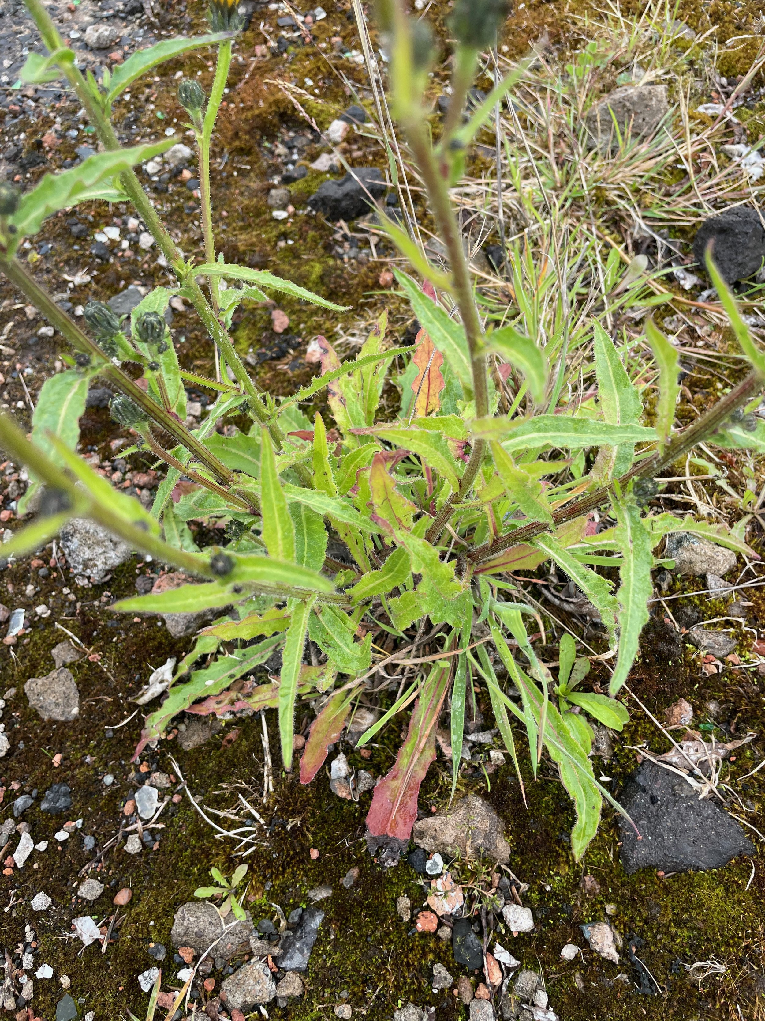 Picris hieracioides subsp. hieracioides NS5864 6July23 VC77 PW
