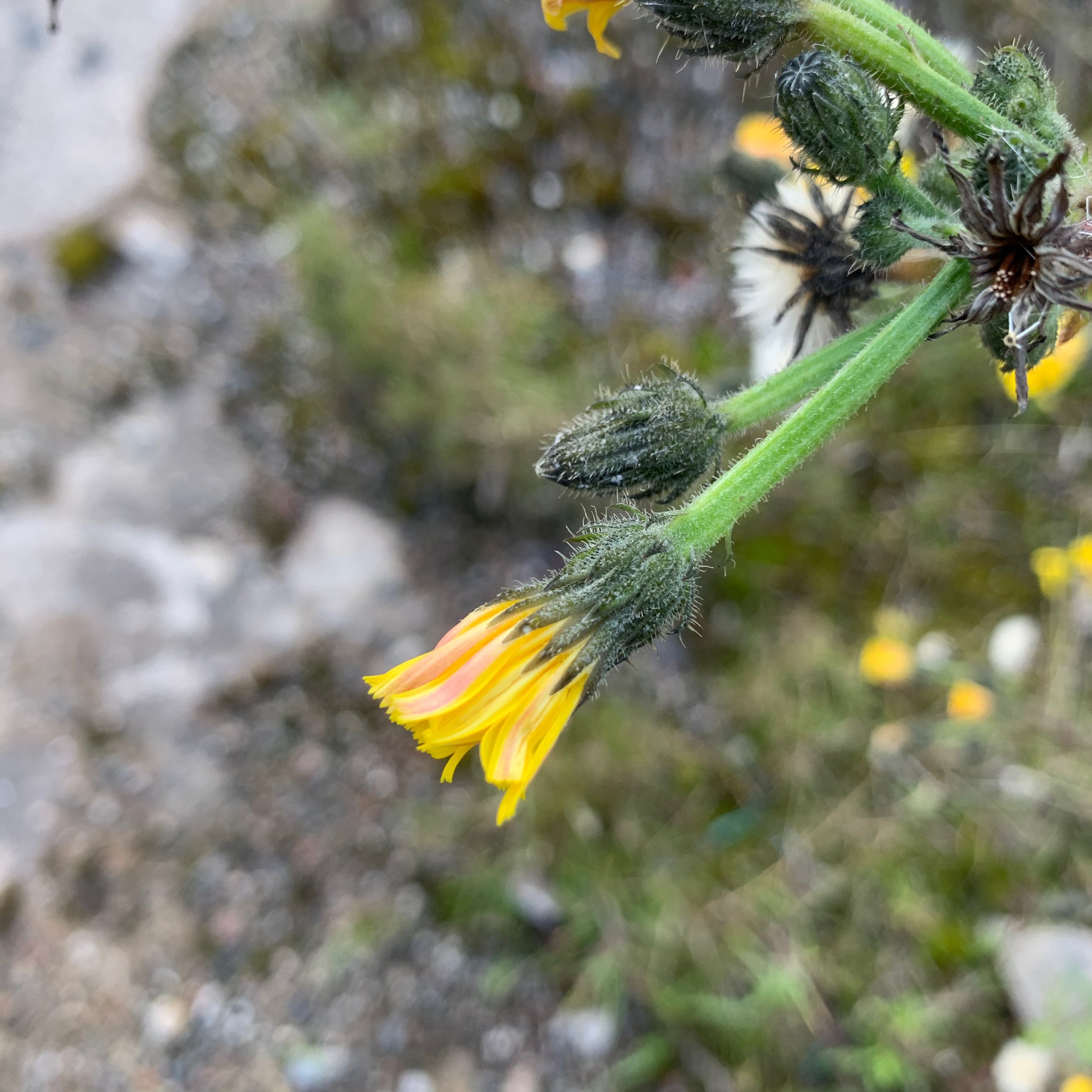 Picris hieracioides subsp. hieracioides NS 5665 26Aug19 PW
