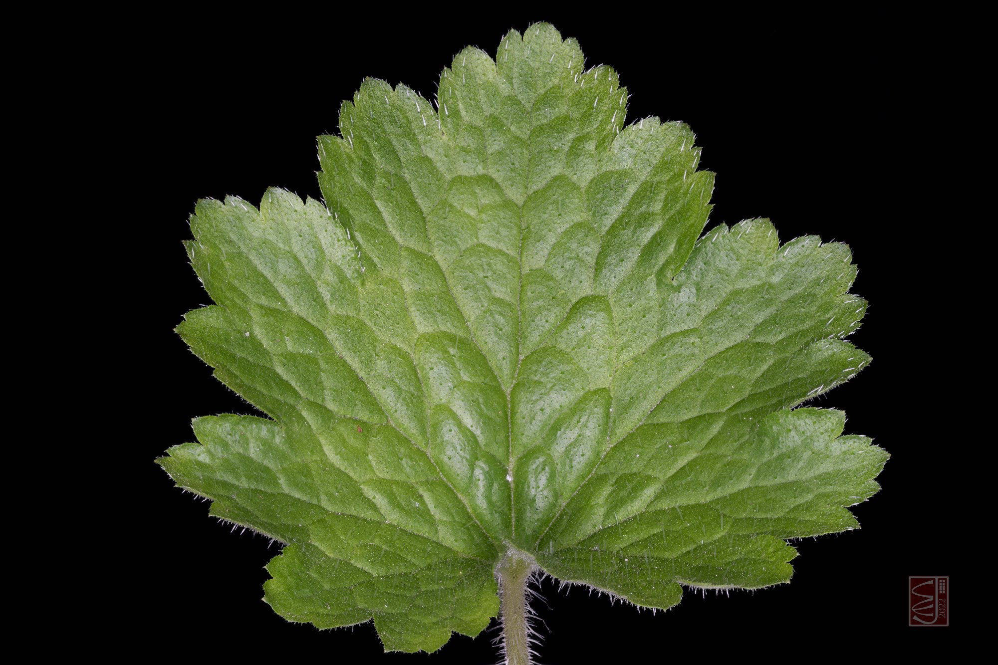 Tellima grandiflora