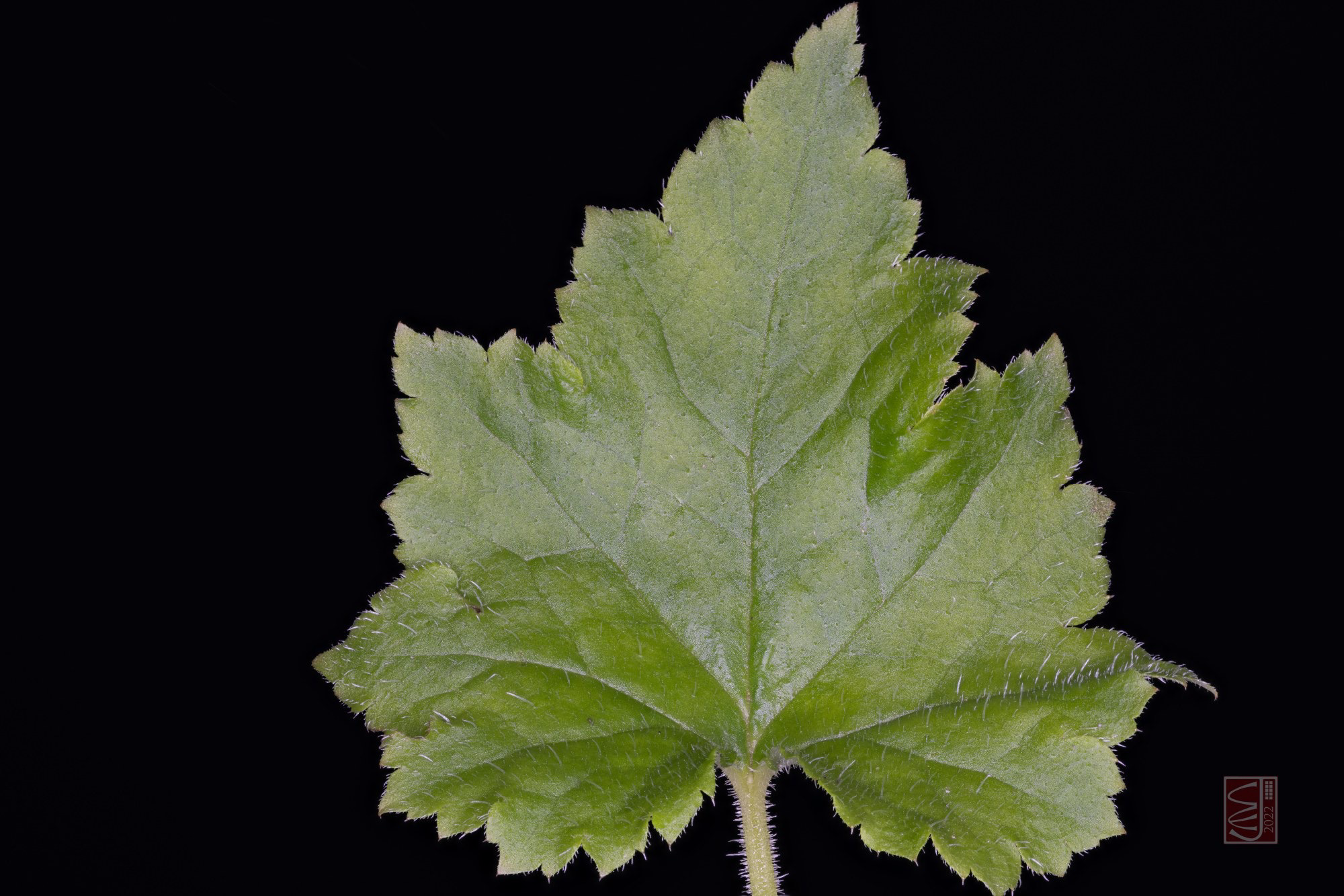 Tolmiea menziesii